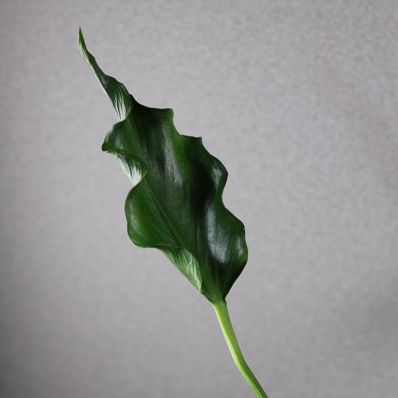 838『urban jungle Monstera deliciosa 'Unniiae'』観葉植物 一点もの