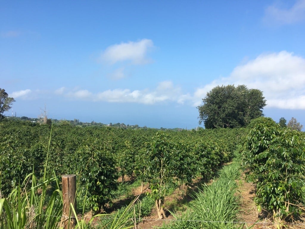 ハワイコナ エクストラファンシー カイナリウ Washed（50g） | 白金台