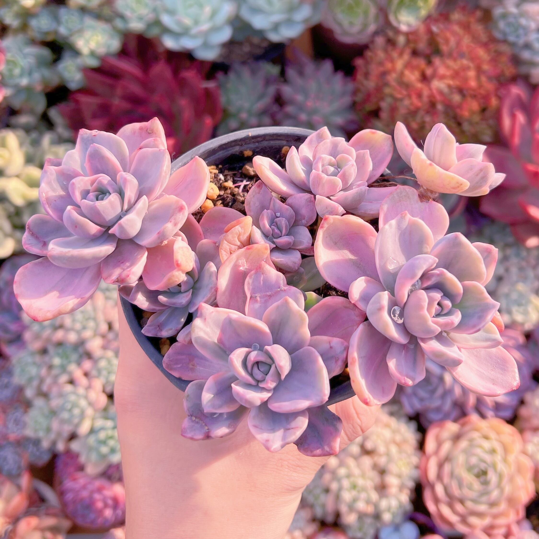 現品　リチャード錦#528   るる農園