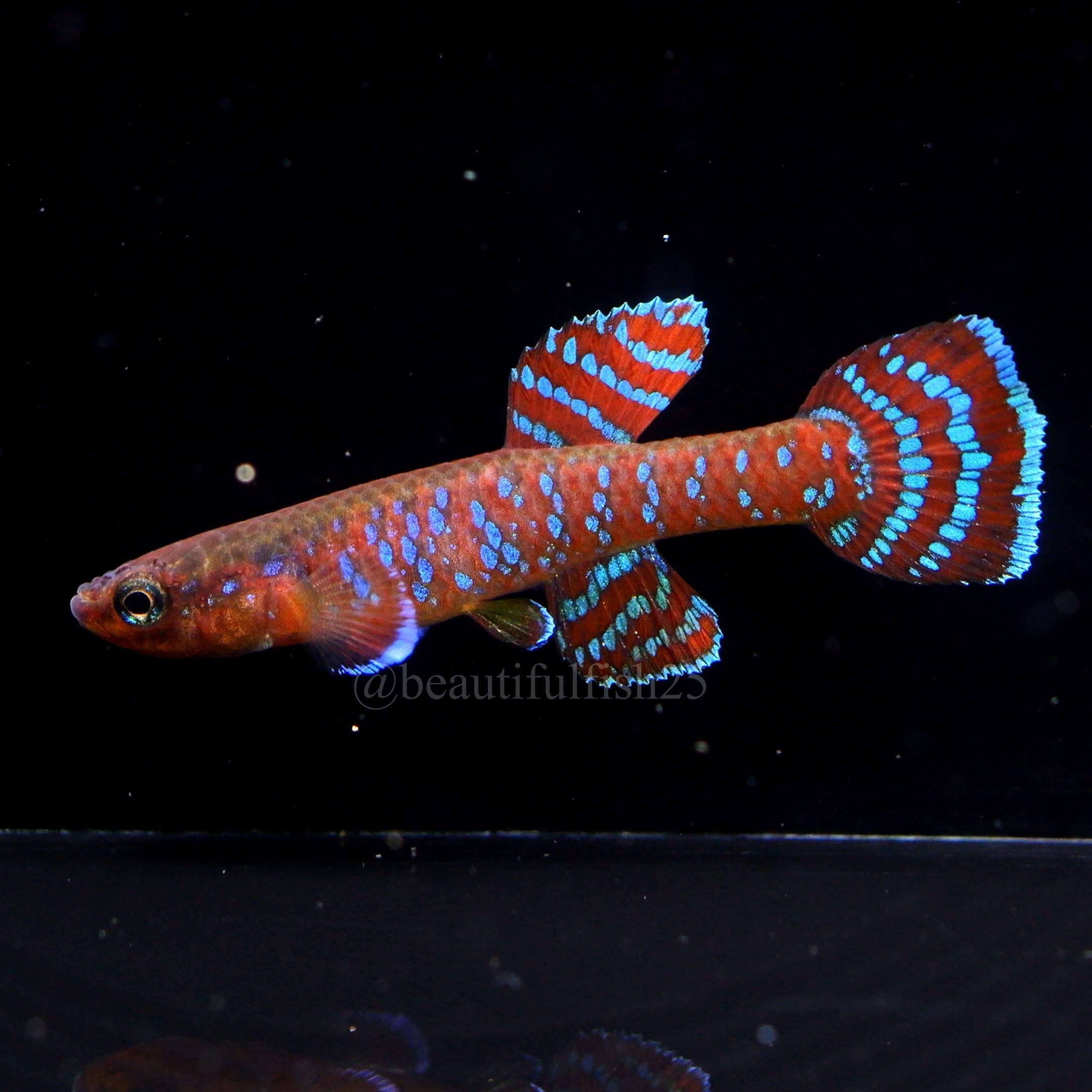 卵生メダカ beautifish25