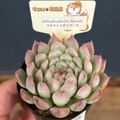 farmPALKさん苗 エケベリア chihuahuaensis, Yecora × ホワイトザラゴーサ【1037】