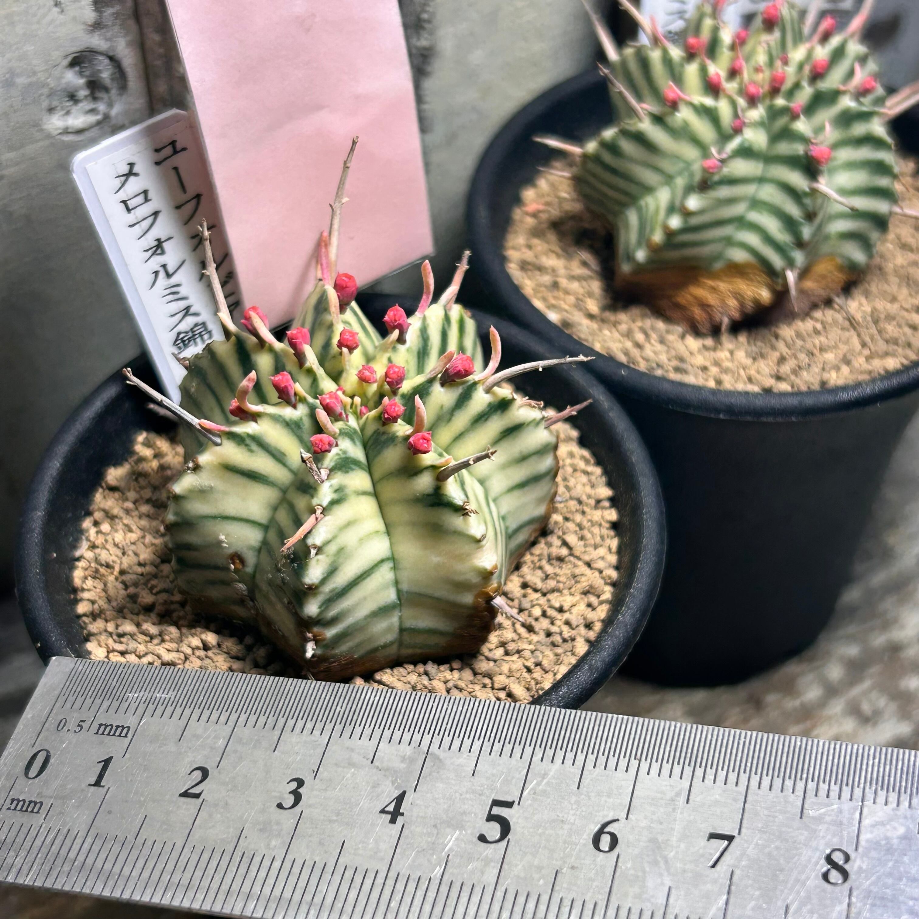 H)ユーフォルビア メロフォルミス錦 | RuPo 多肉植物専門店