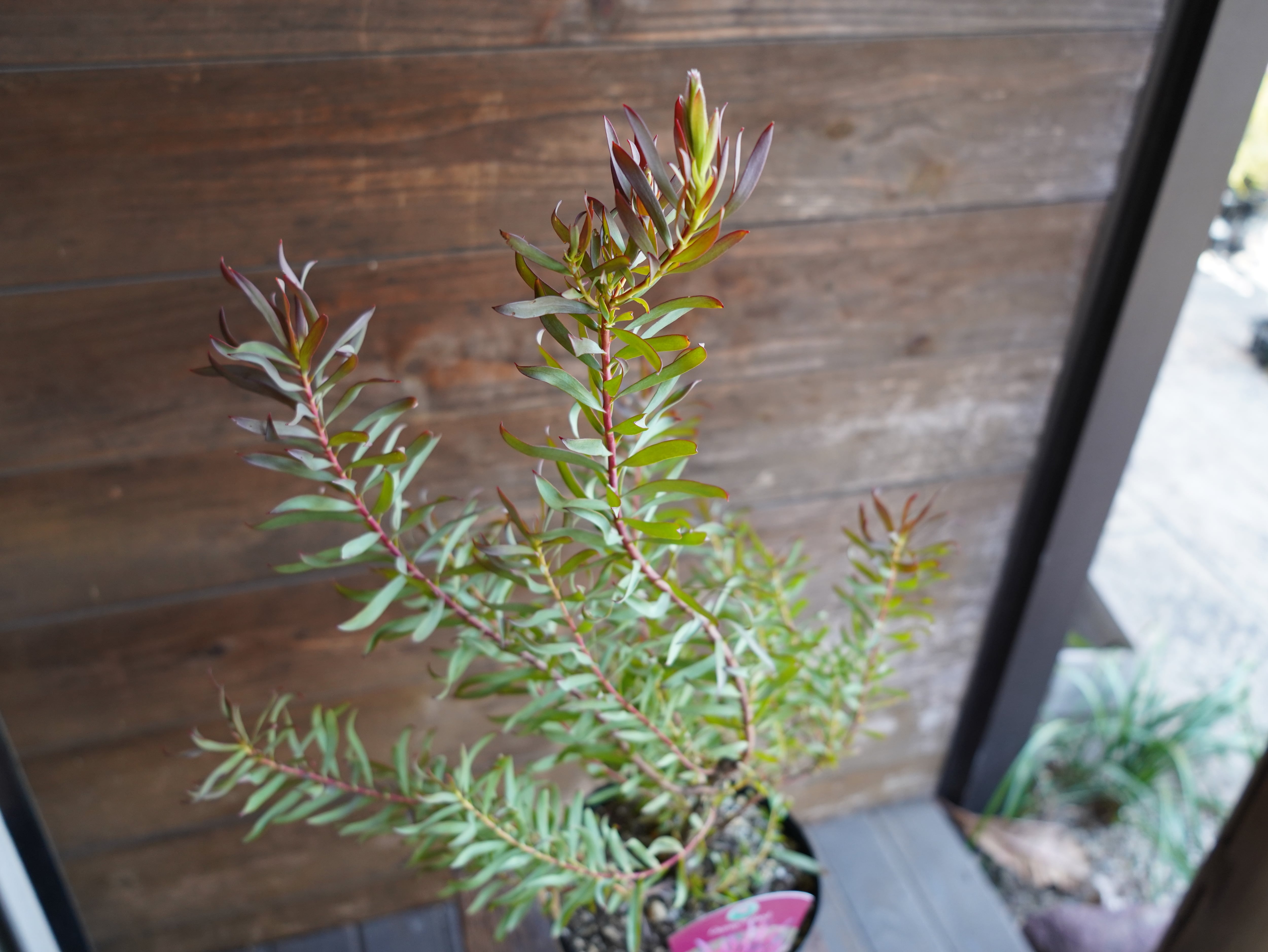 【現物】リューカデンドロン　”Gypsy Red”　６号