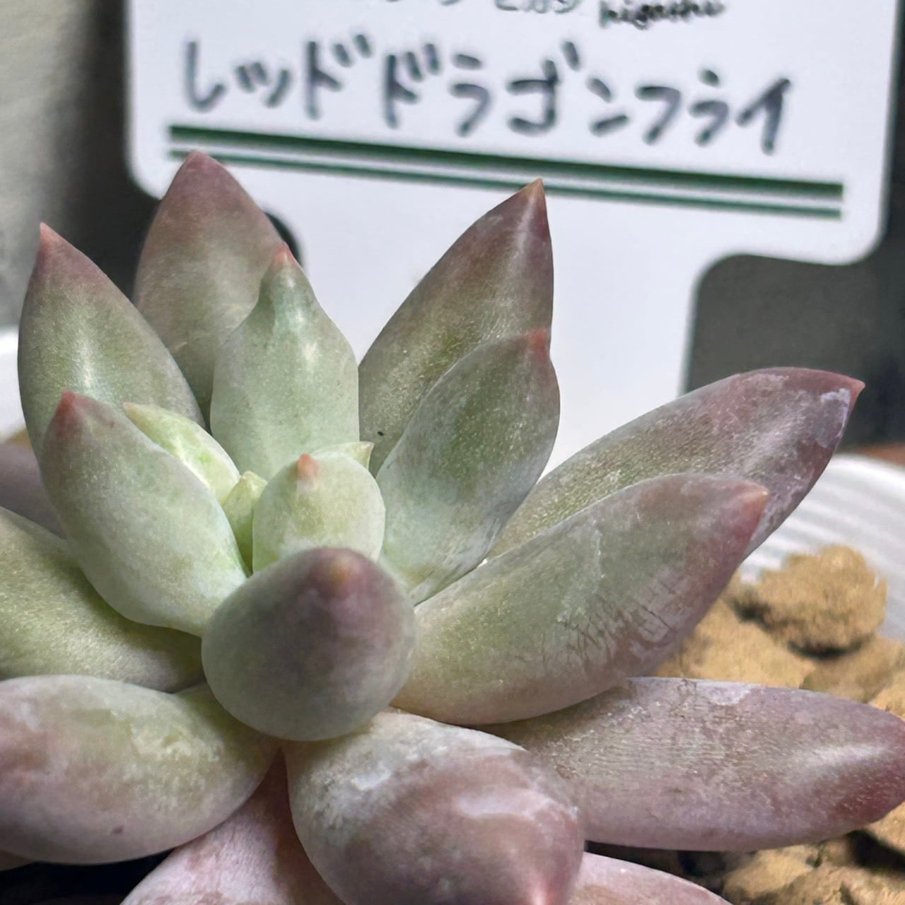 Top【選抜株】多肉植物　360897レッド ドラゴンフライ24個　鉢無し/脱土 imgrc0115587840.jpg