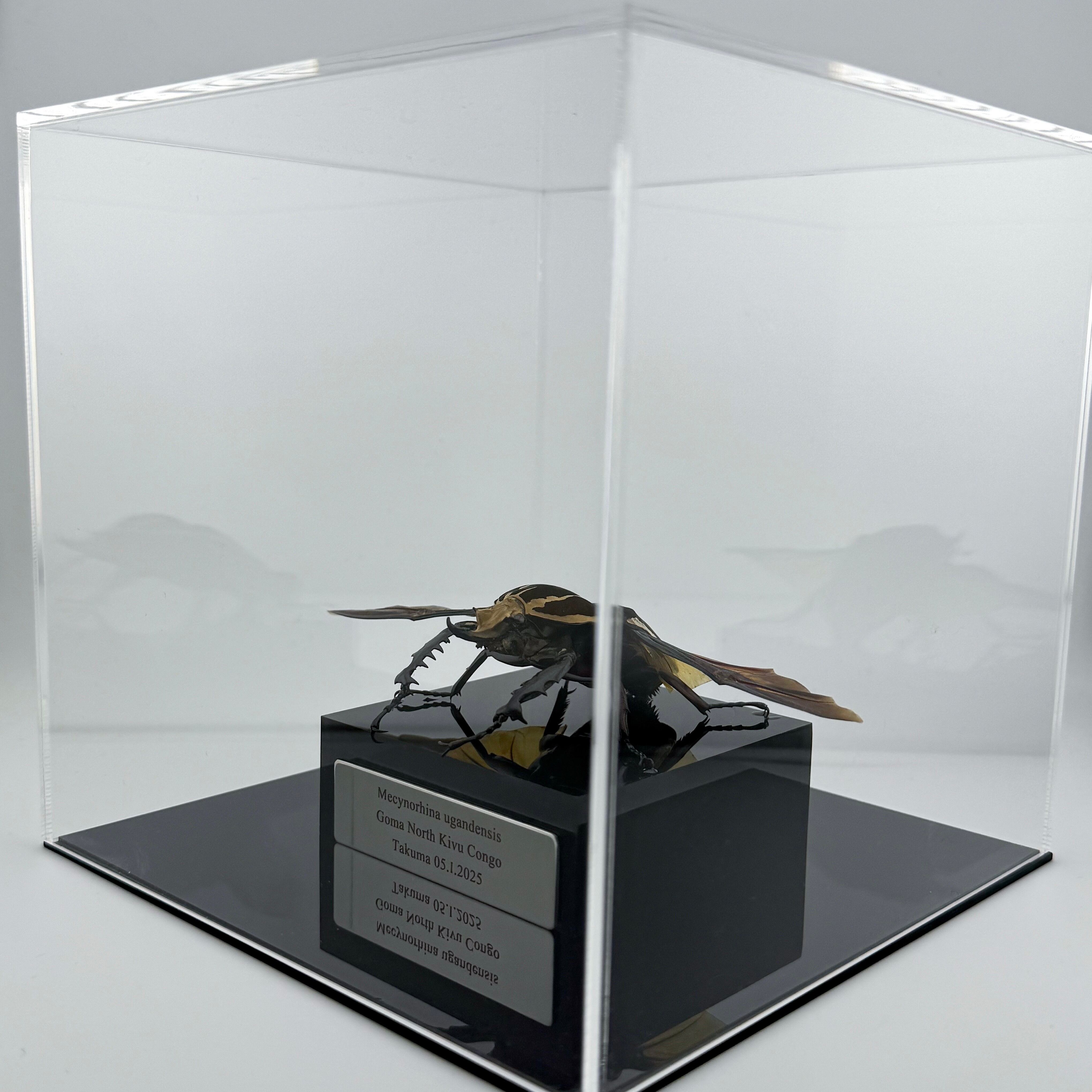 大型展示】ウガンデンシスオオツノハナムグリ 飛翔標本 | Pay ID