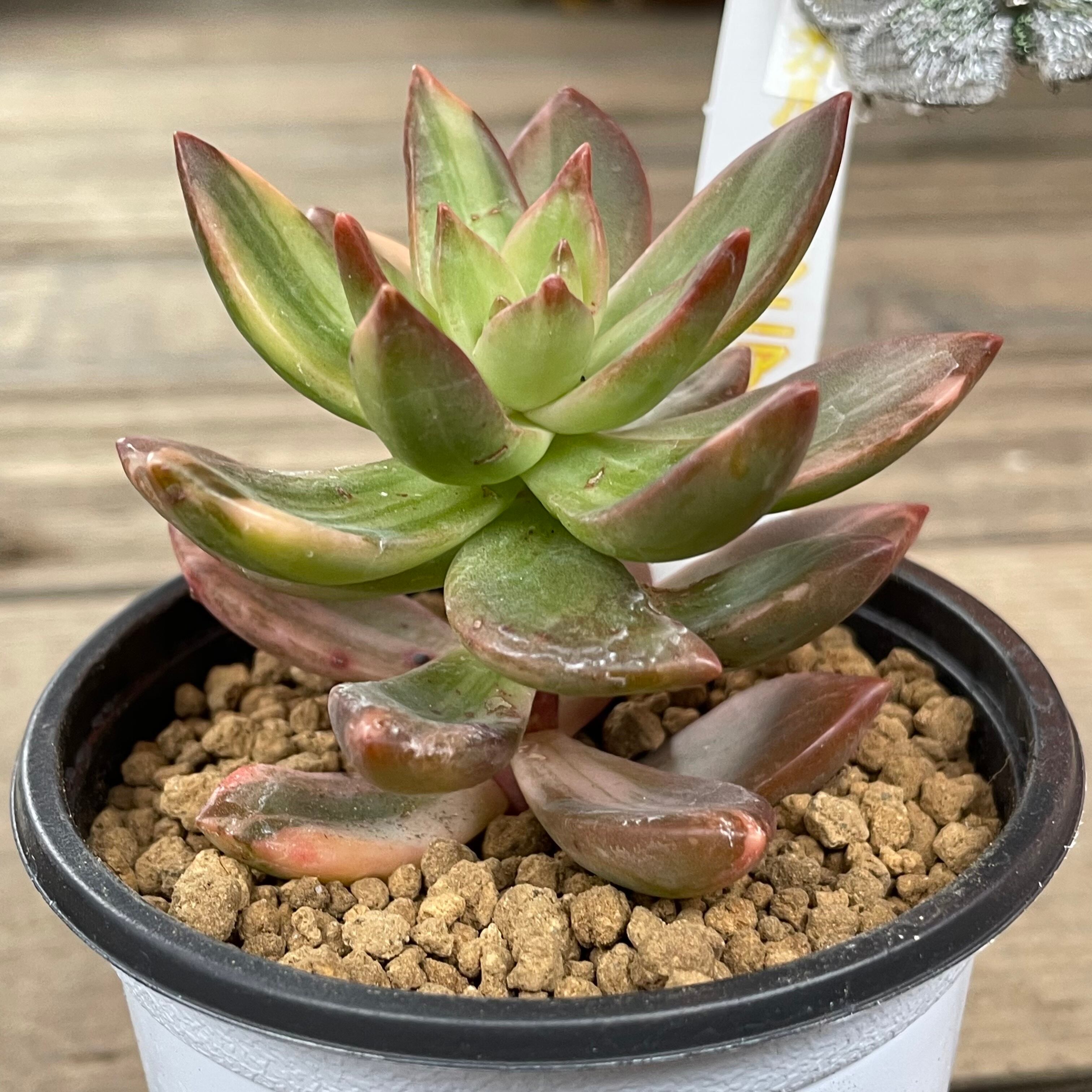 カルフォルニアサンセット錦 | RuPo 多肉植物専門店