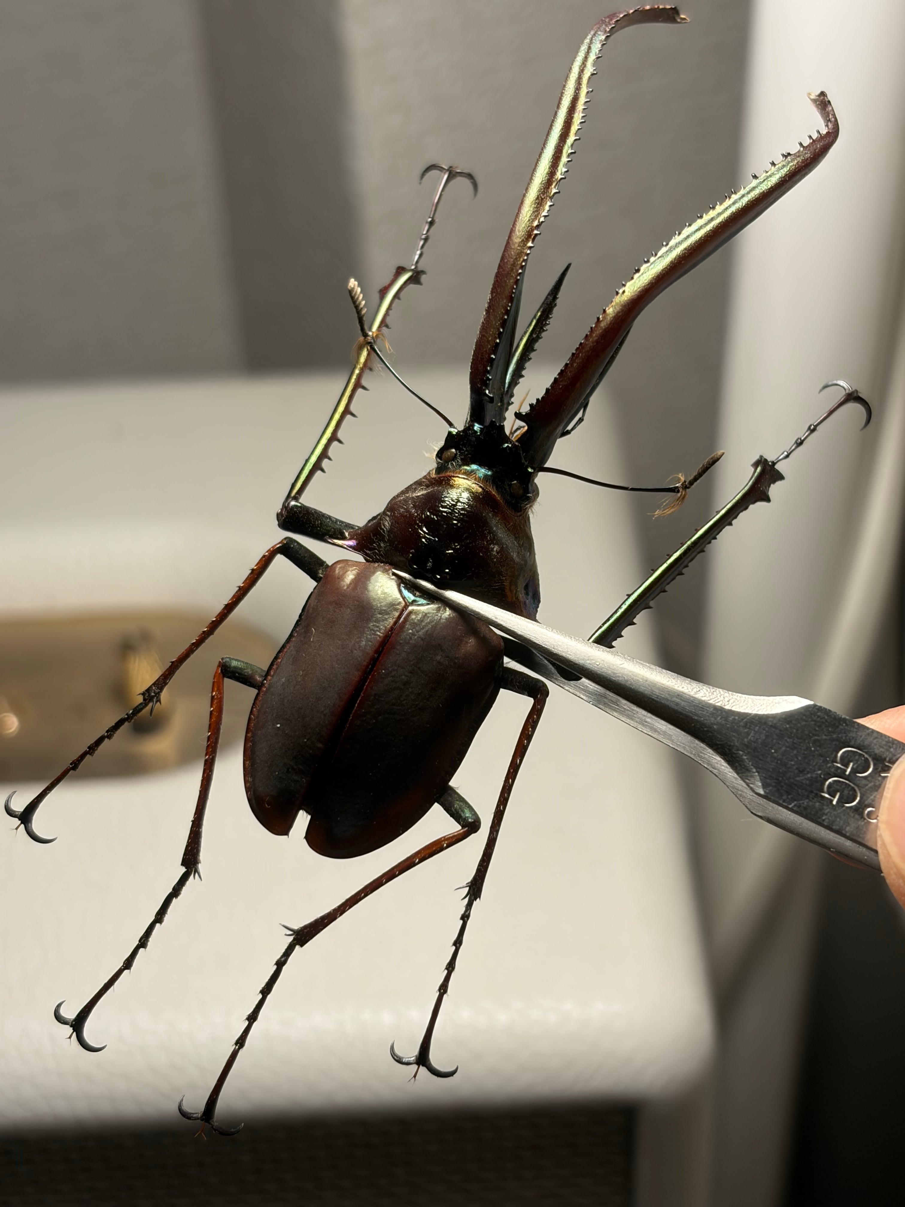 86mm】チリクワガタ メタリフェルホソアカクワガタ Wild 昆虫標本