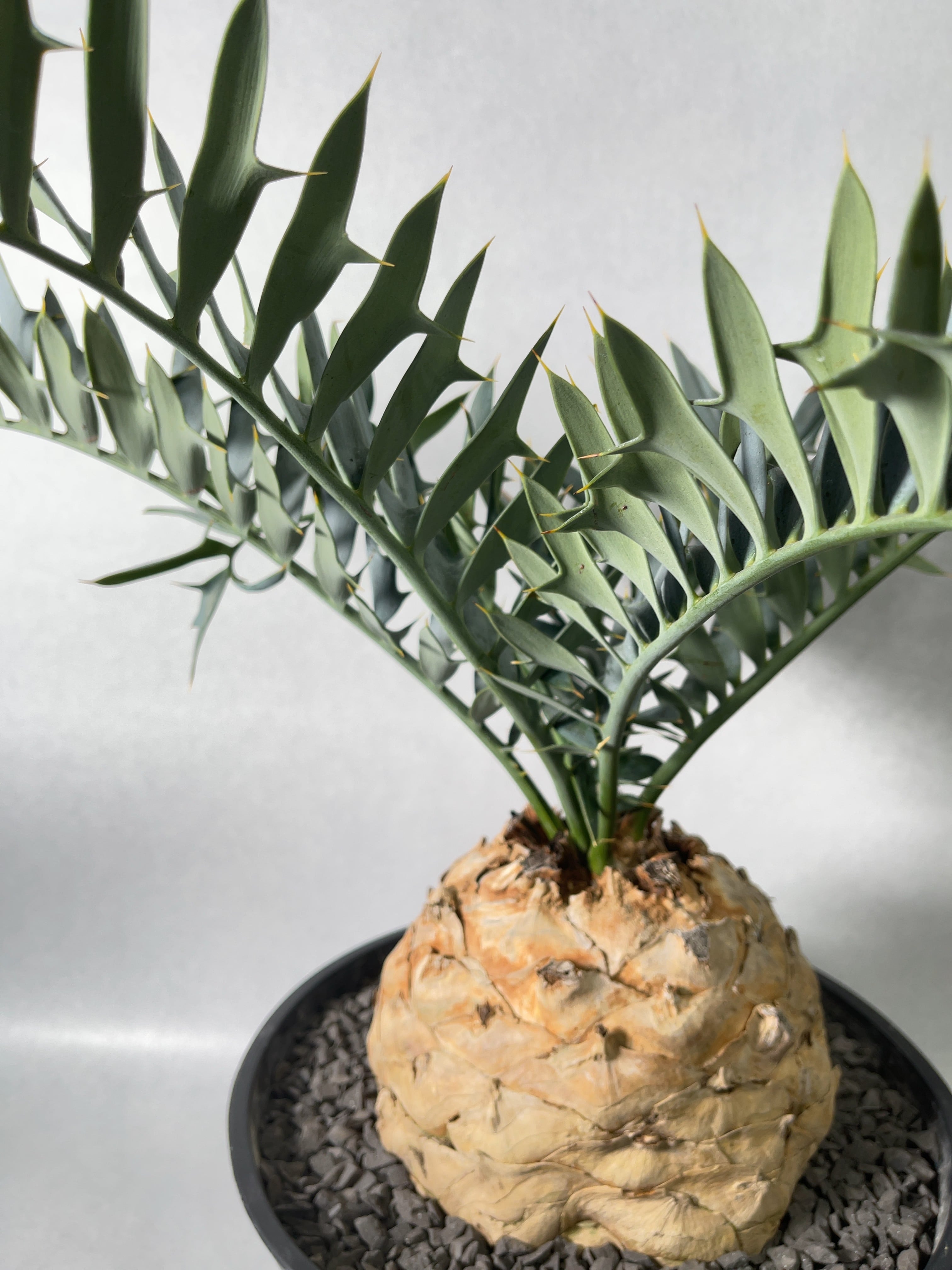 エンセファラルトス・ホリダス | trigger