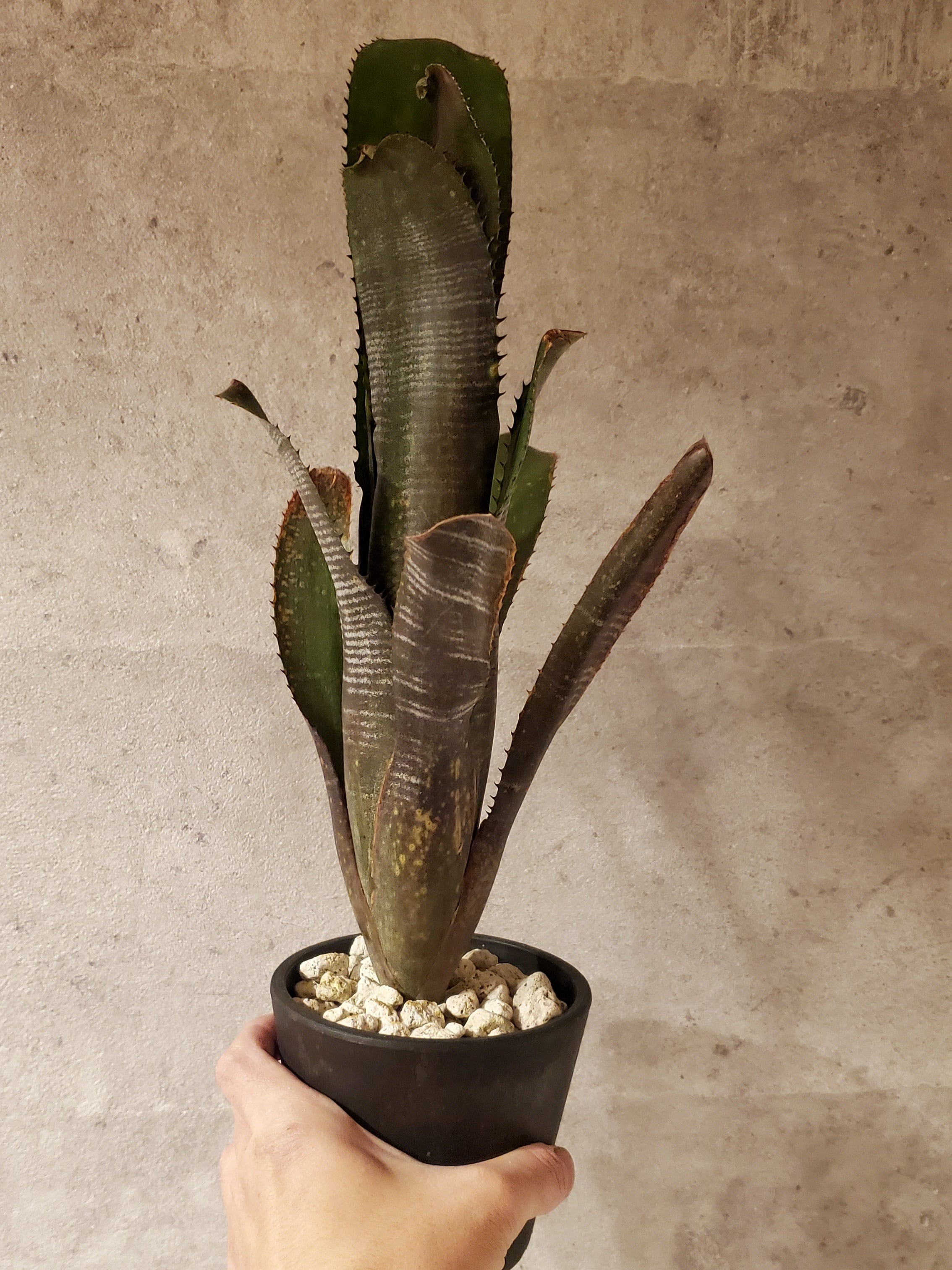 BILLBERGIA ‘Obi-Wan’ ビルベルギア オビワン