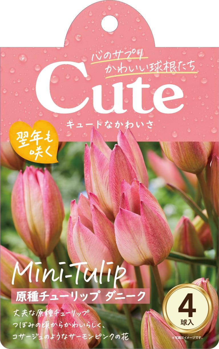 球根 原種チューリップ Cuteシリーズ 【ダニーク】are [サイズ: 4球