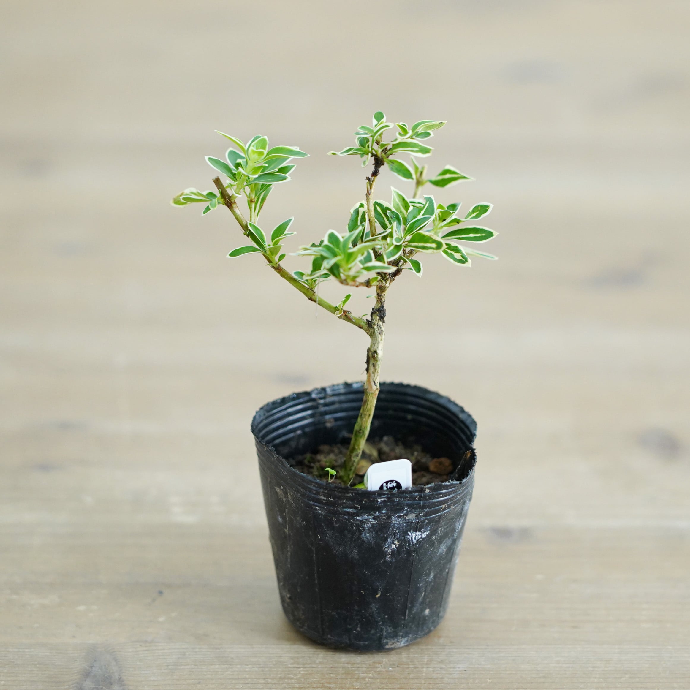 斑入りハクチョウゲ根上がり 苔テラリウム作製用素材 ◆テラリウム盆栽用