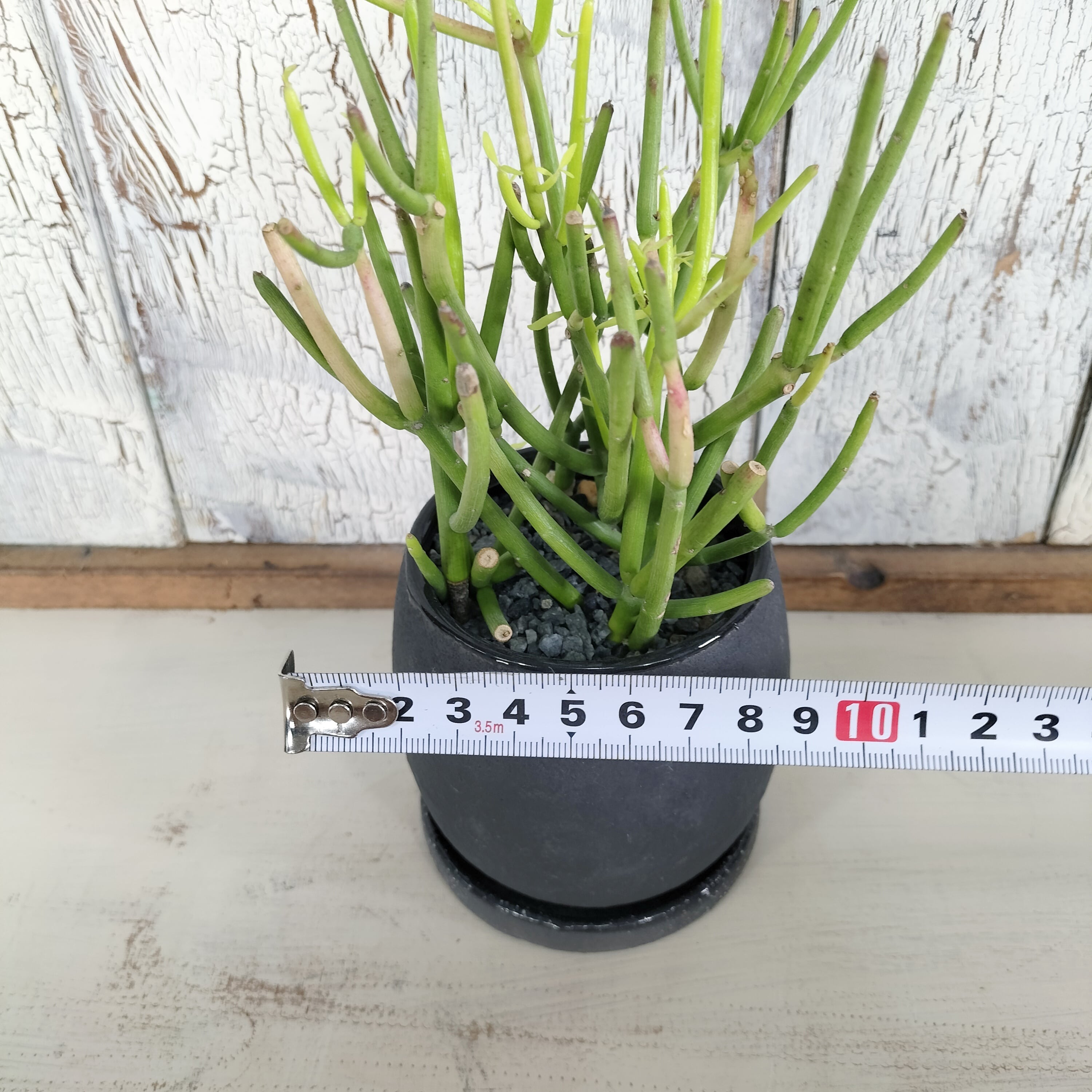 ミルクブッシュ 観葉植物 | PAY ID