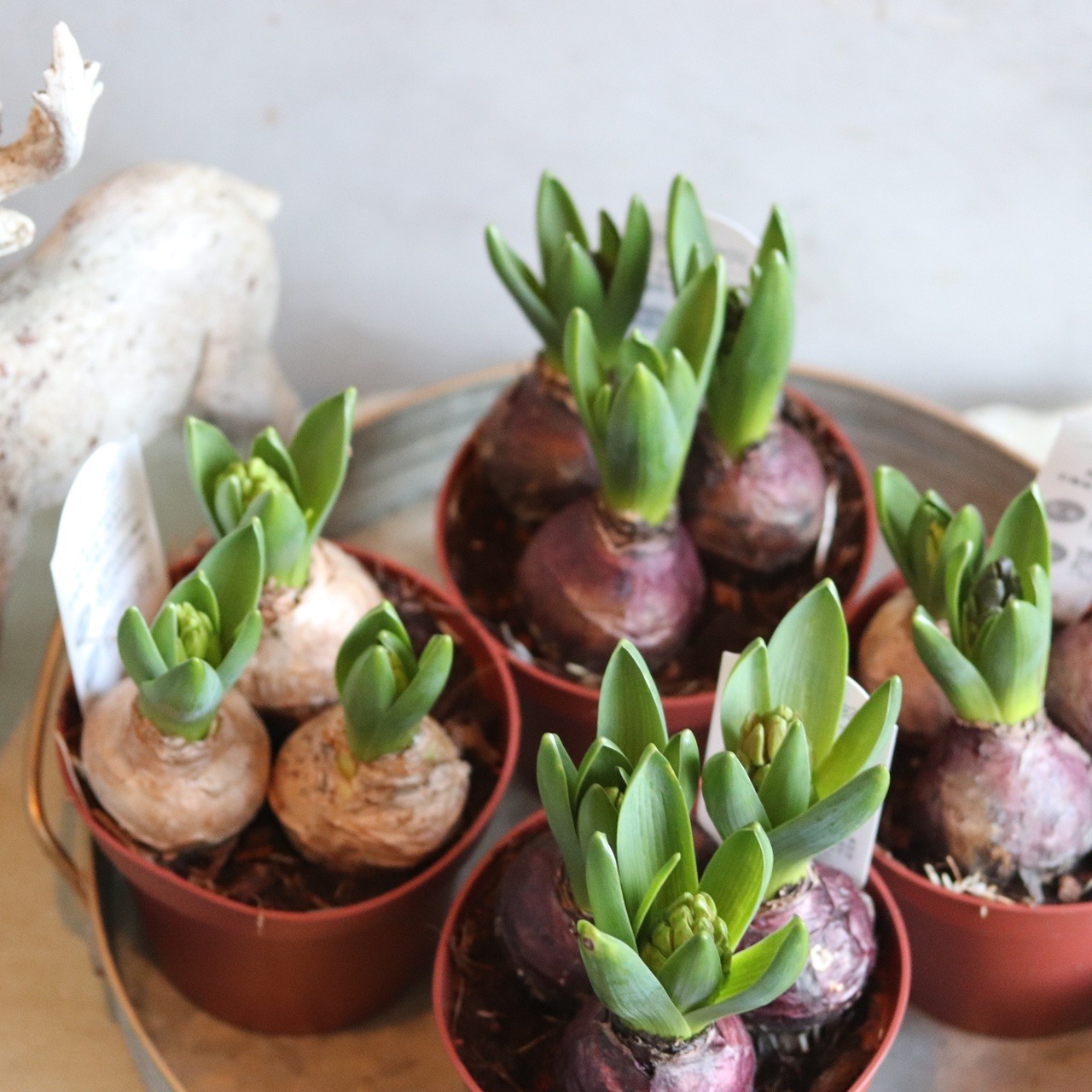 ヒヤシンス　ムラサキ　３球　球根　水耕栽培　室内でも育つ