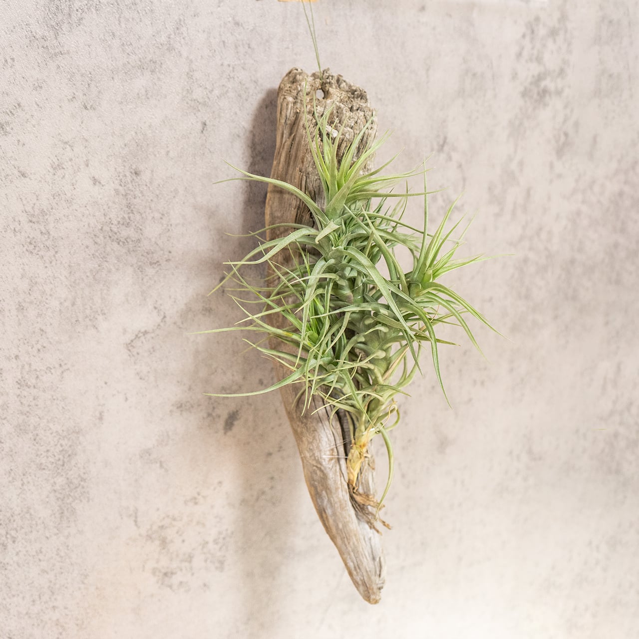 ティランジア・ベルゲリ（流木ハンギング仕立て） 美しく重なり合う葉の造形美とクランプの力強さを楽しむ一点物セレクション