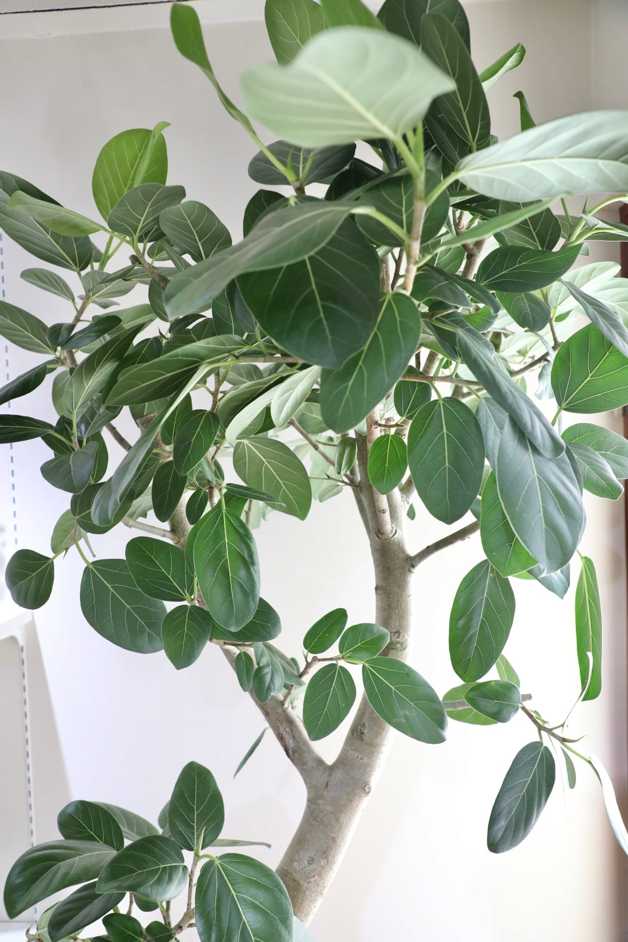 都内近郊限定配送】【195cm】フィカス ベンガレンシス/Ficus ※陶器鉢