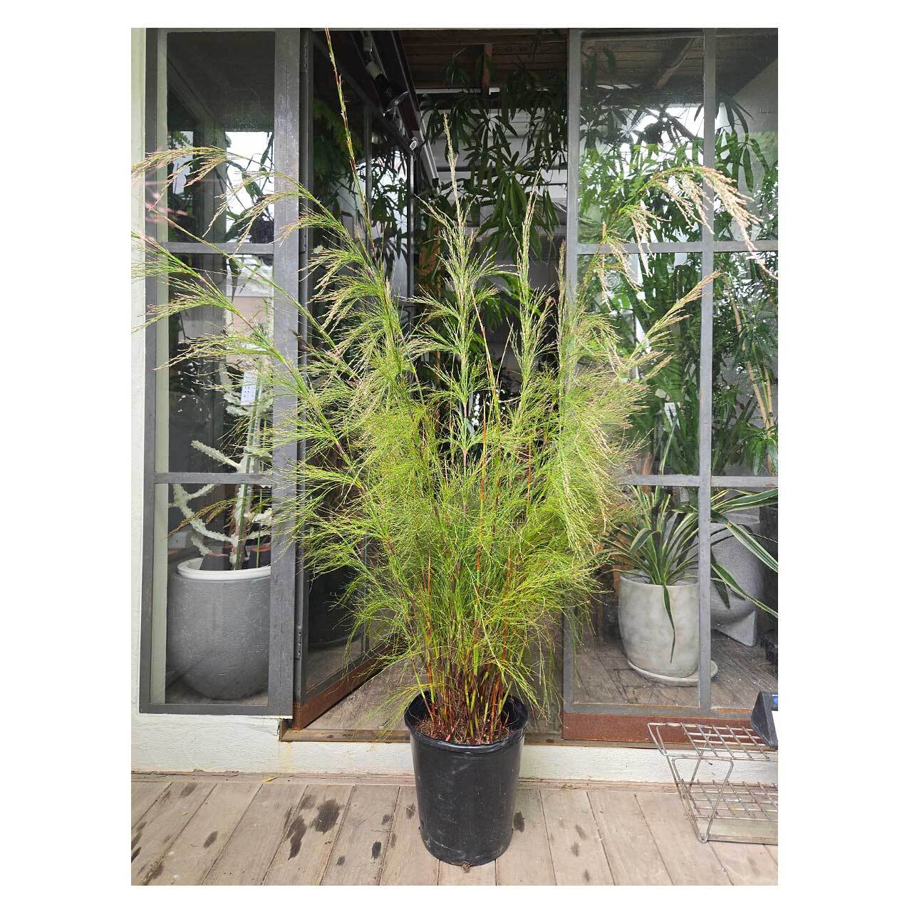 ロドコマカペンシス　8号鉢 Rhodocoma capensis | Seeding