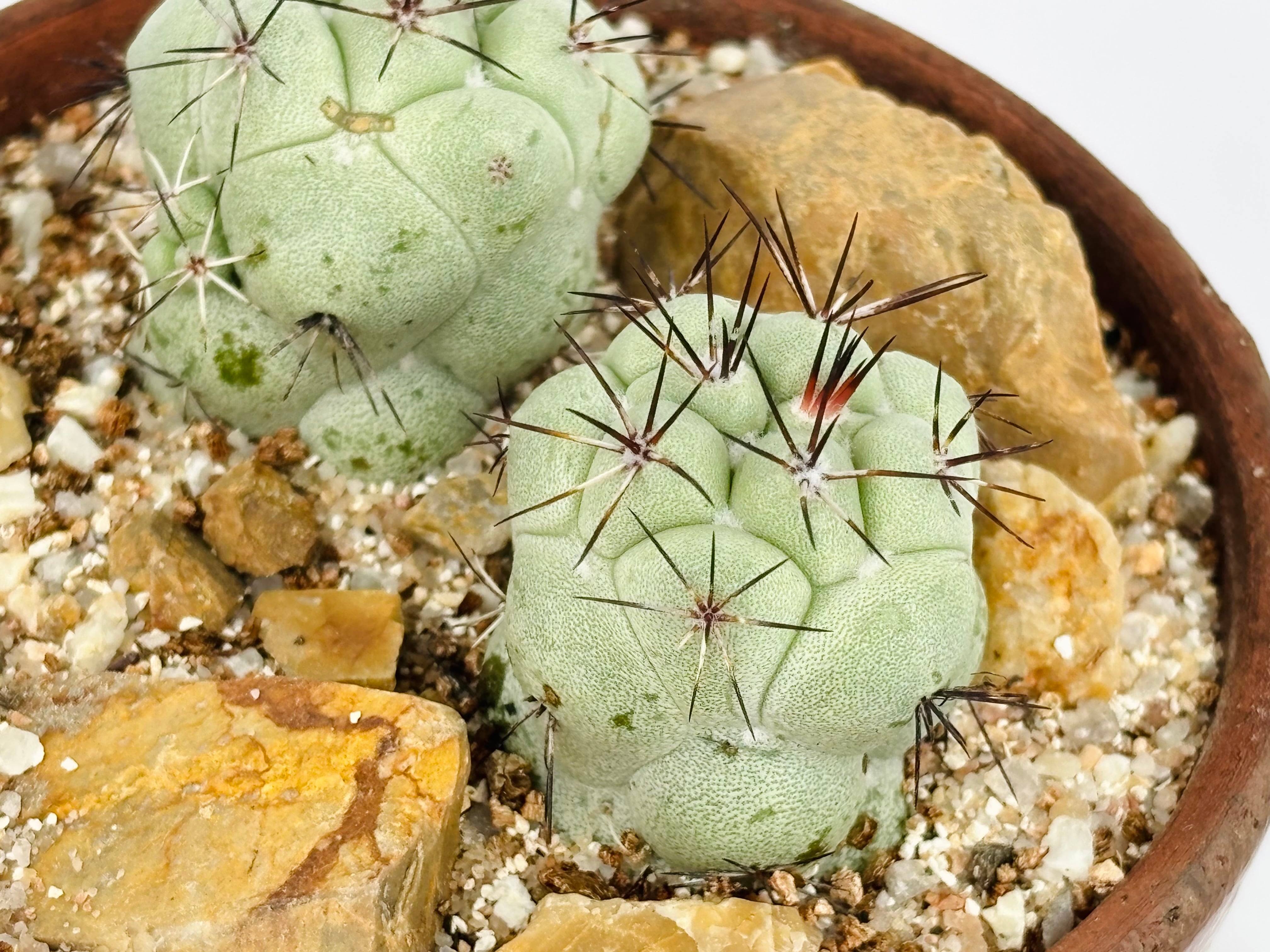 Ortegocactus macdougallii オルテゴカクタス マクドガリー サボテン