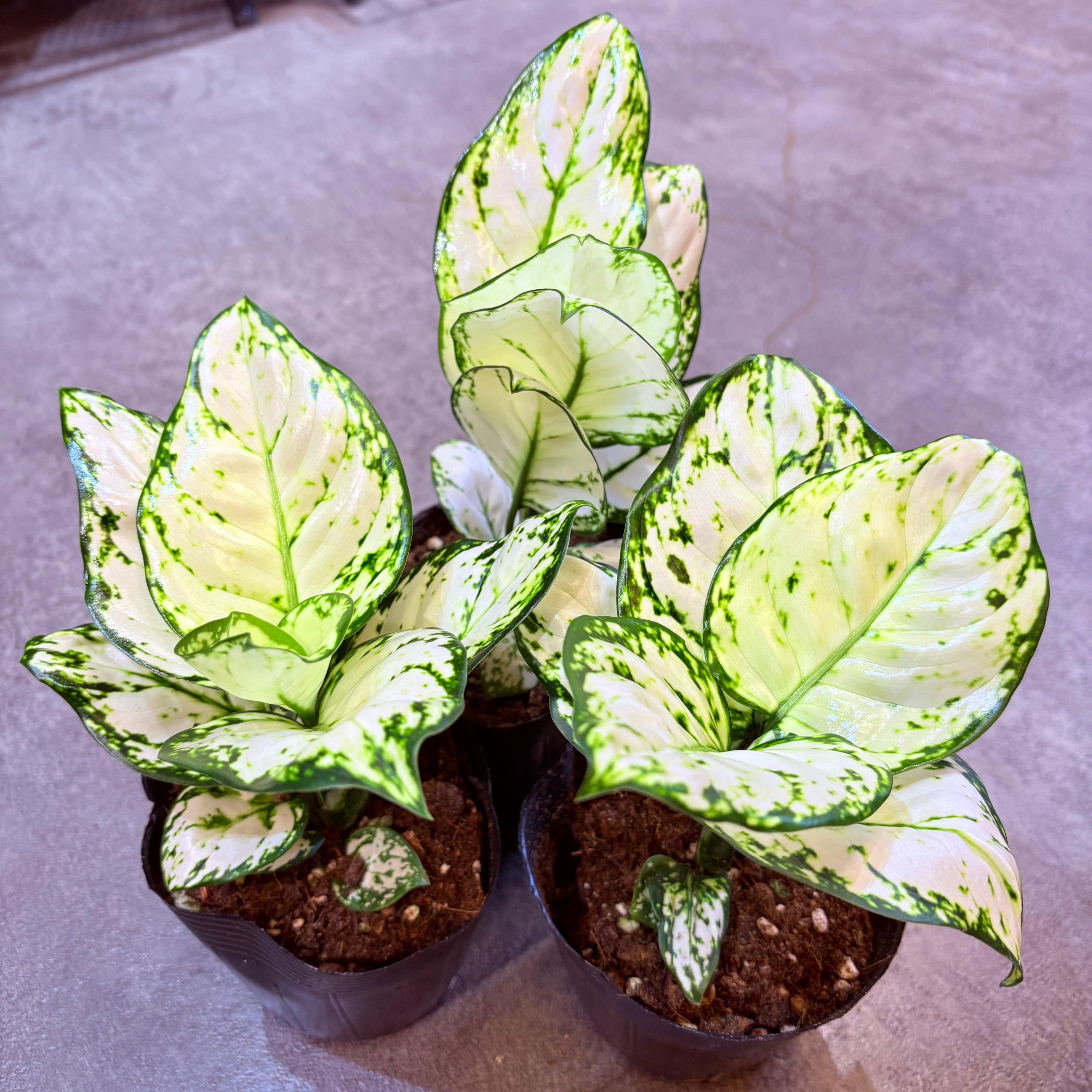 アグラオネマ　白玉 アグラオネマ ホワイトバレンタイン 3.5号 | Green Vibes 宇都宮市の