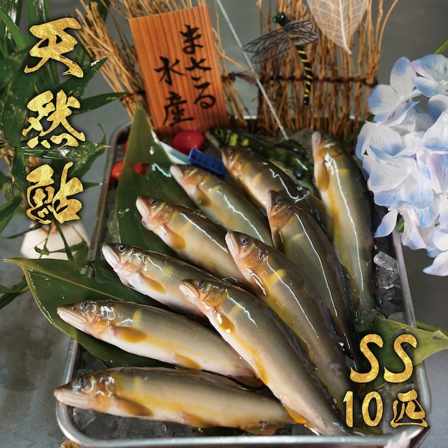 天然鮎10匹セット　SS　冷凍 画像