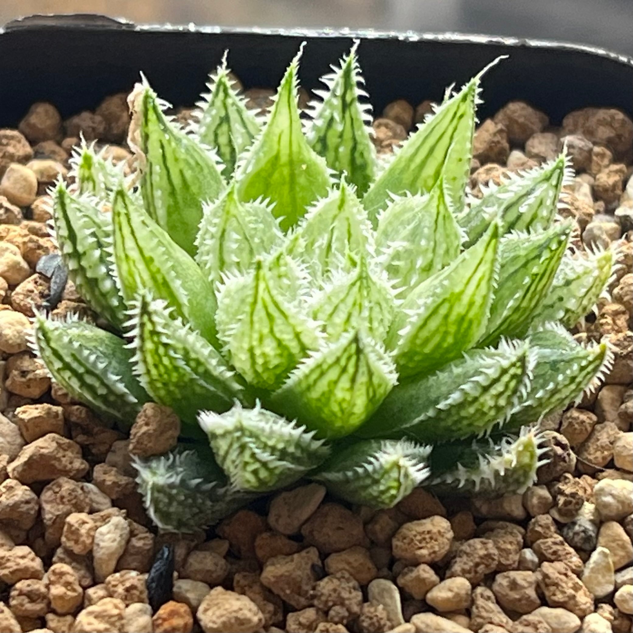 ハオルチア スターズフェアリー | mocono_plants