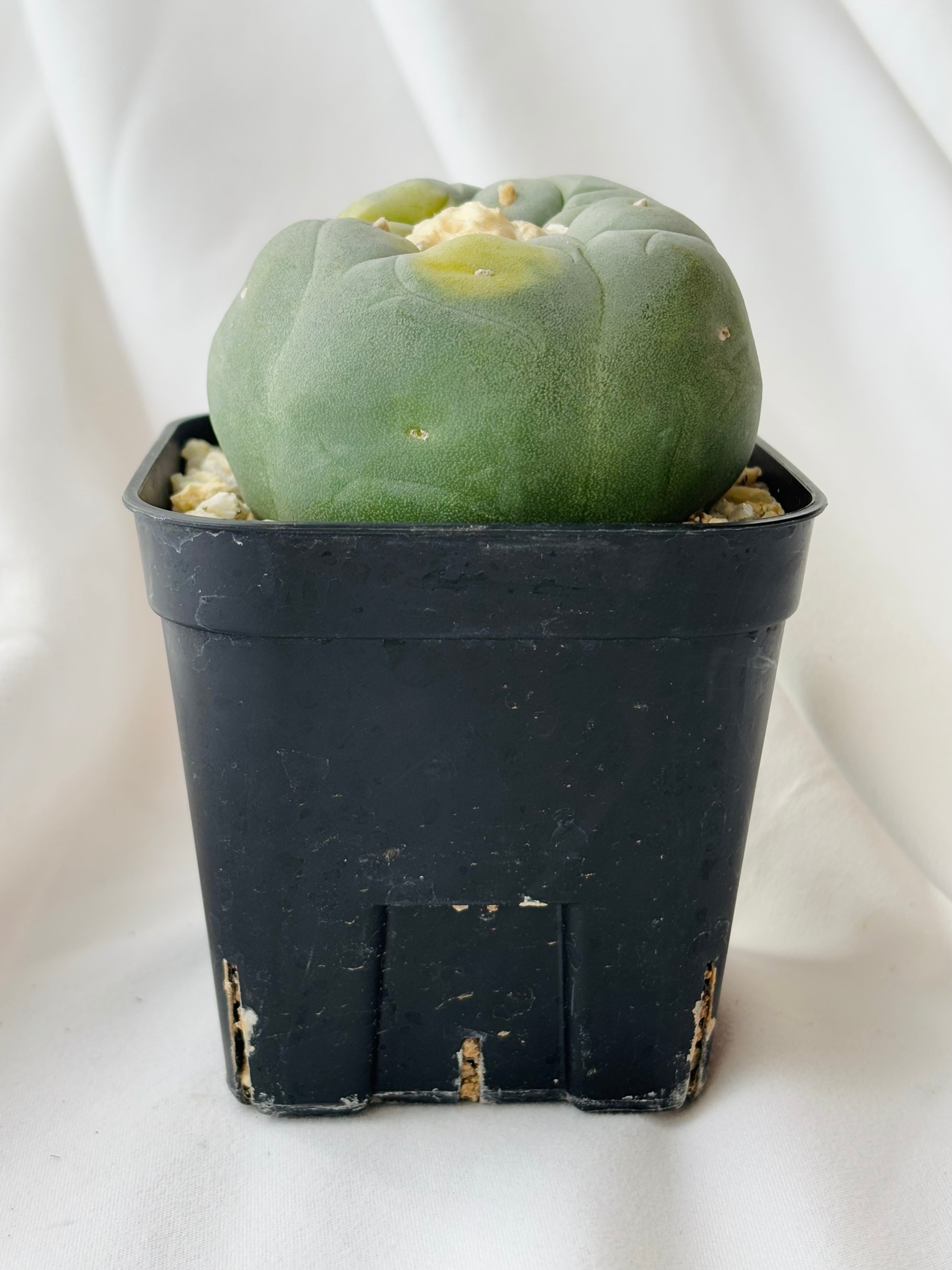 Lophophora williamsii var. decipiens f. varieg. ロフォフォラ 銀冠