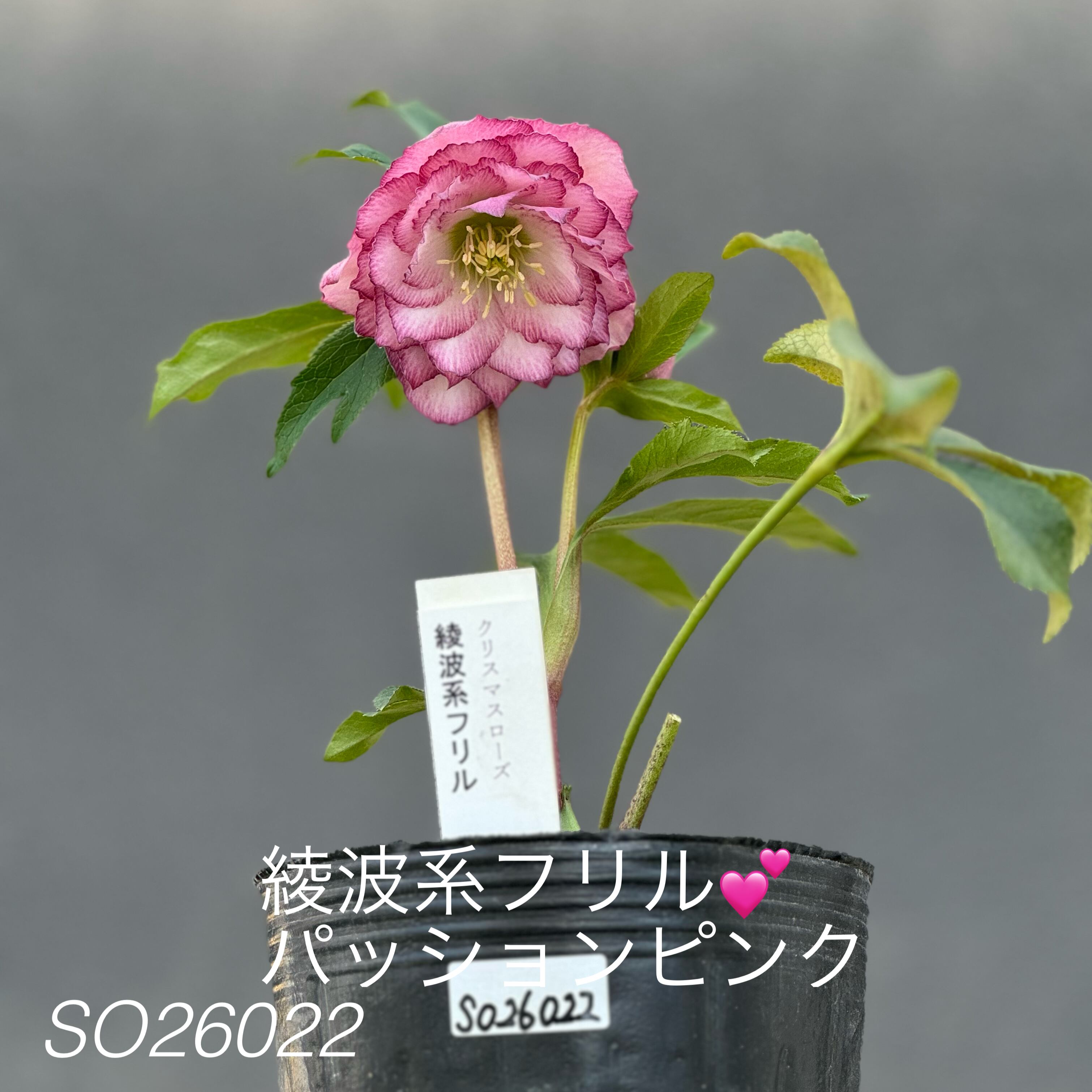 クリスマスローズ　ムルチ系ヒデコートhyb 大木ナーセリー 大木ナーセリークリスマスローズ開花株 ムルチ系ヒデコートhby OG26014