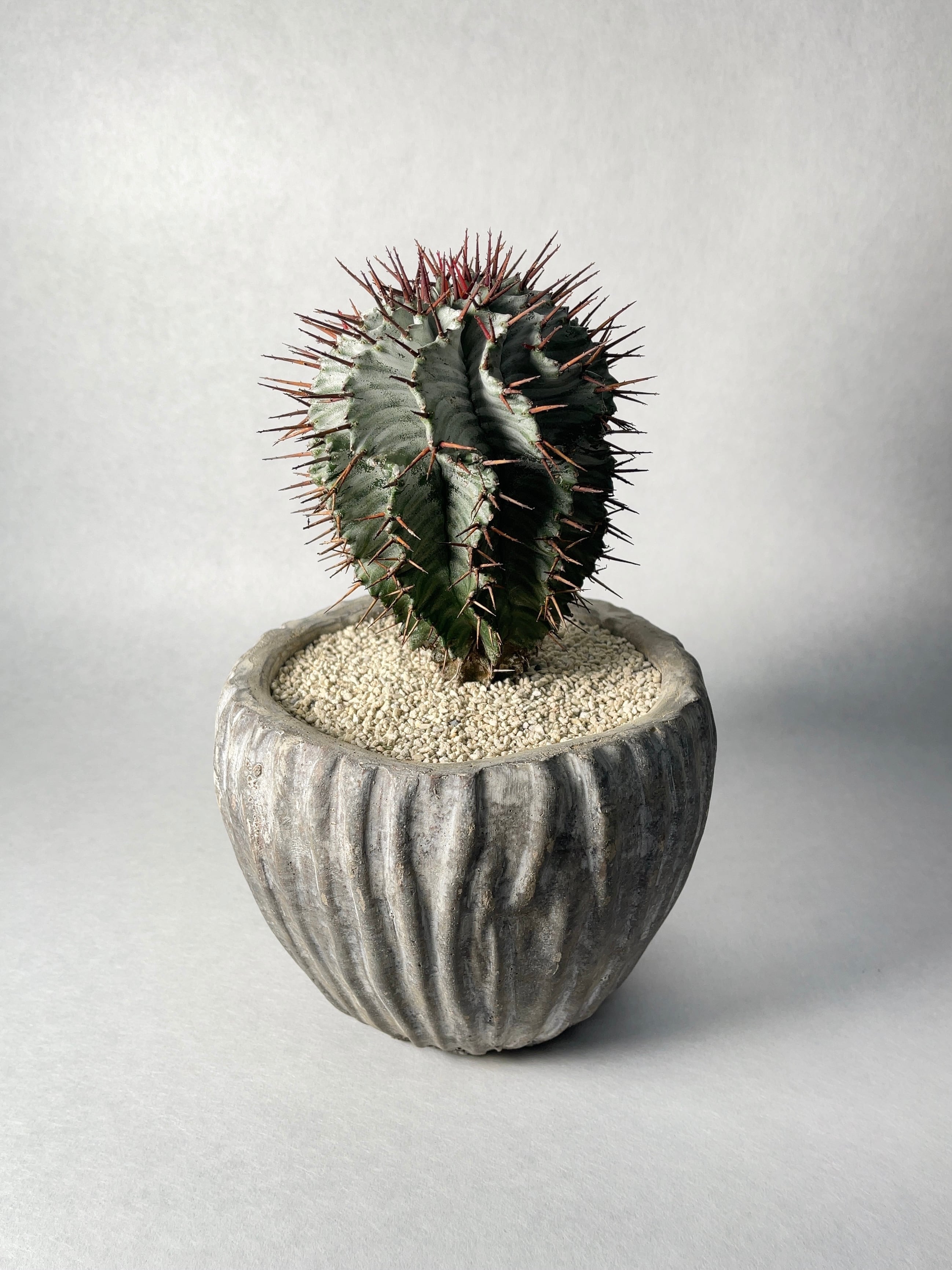 ユーフォルビア　ホリダ ユーフォルビア・ホリダ | trigger