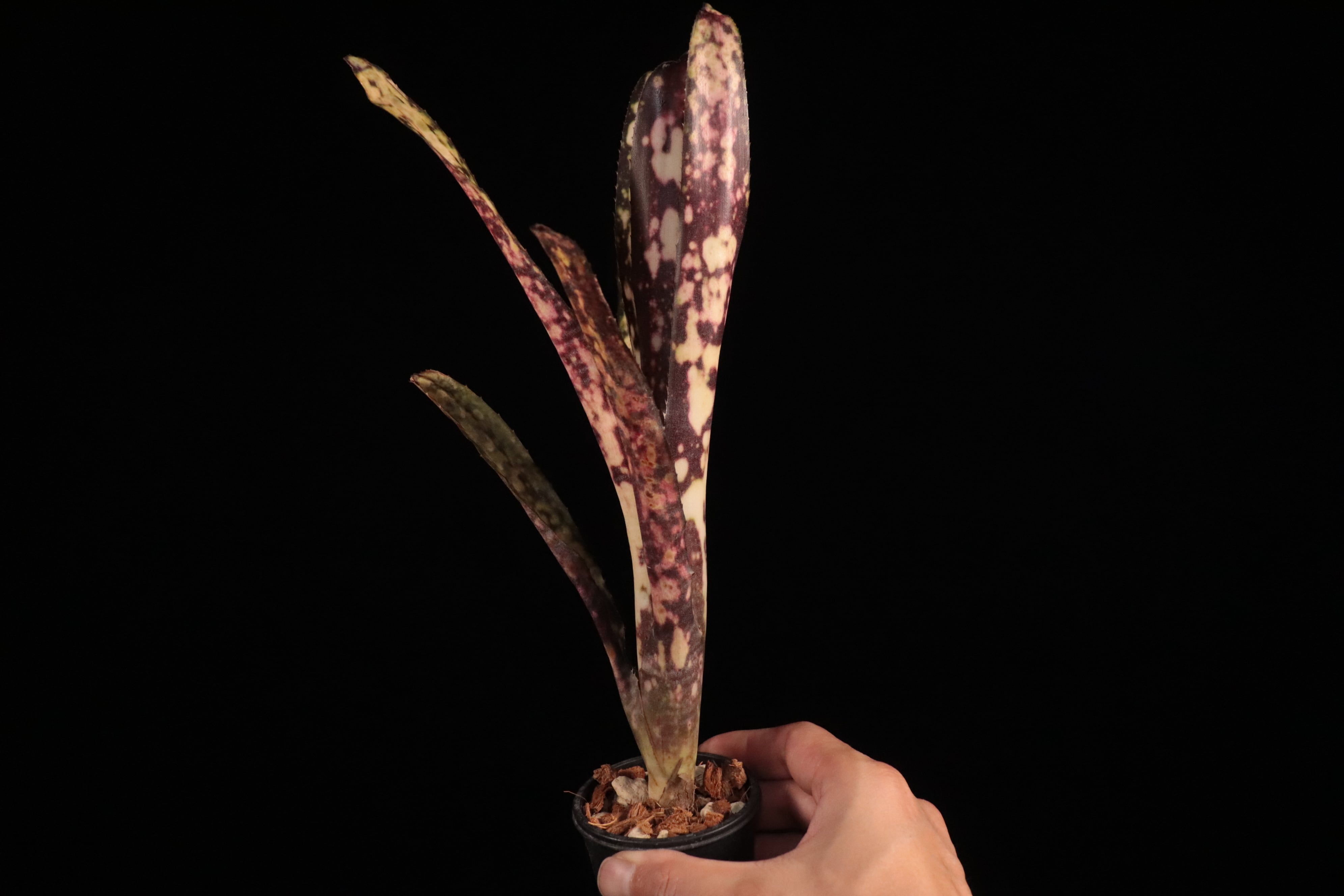 送料無料】Billbergia 'Kolan Express'〔ビルベルギア〕現品発送B0234