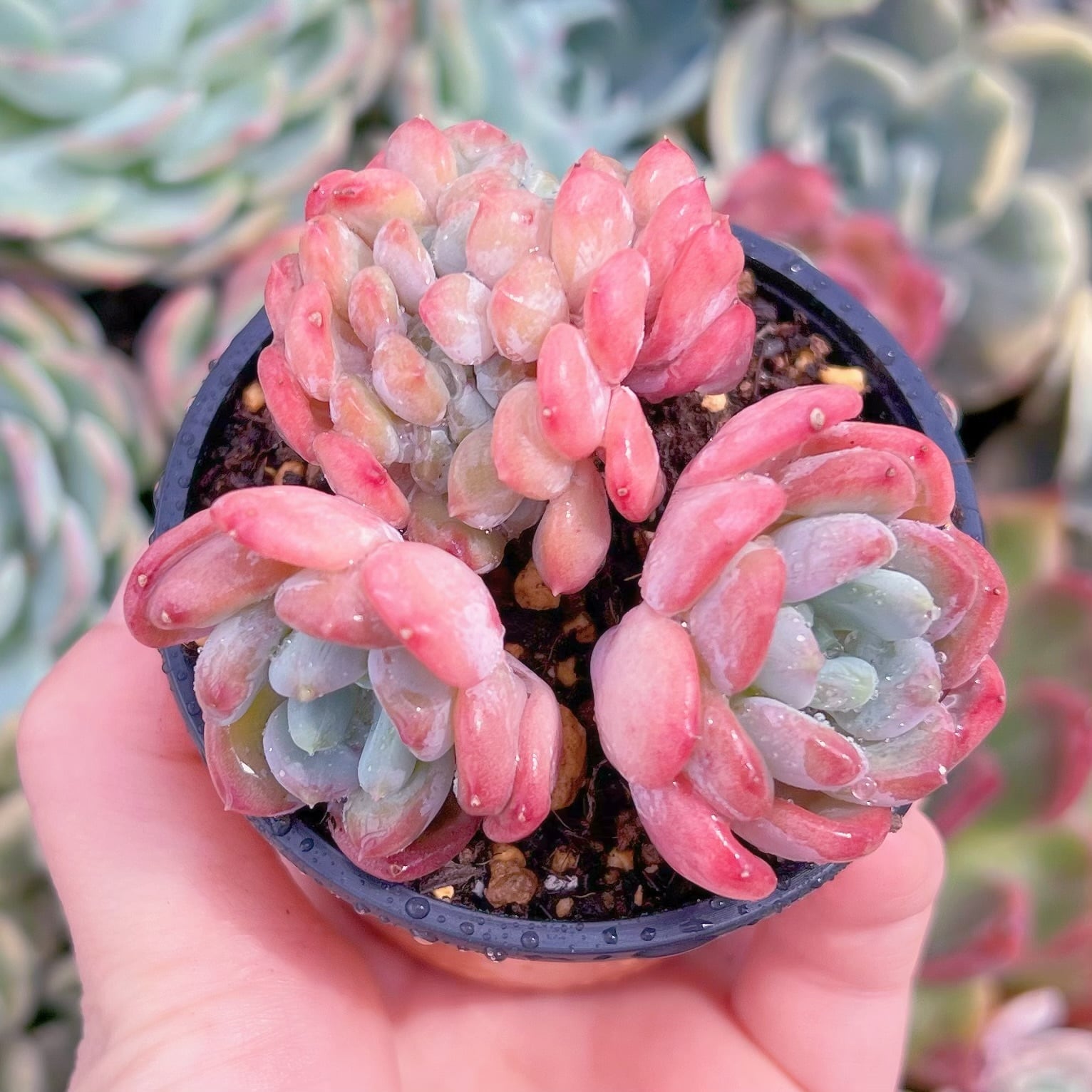 現品　ピンクジェニー#B67　群生　るる農園