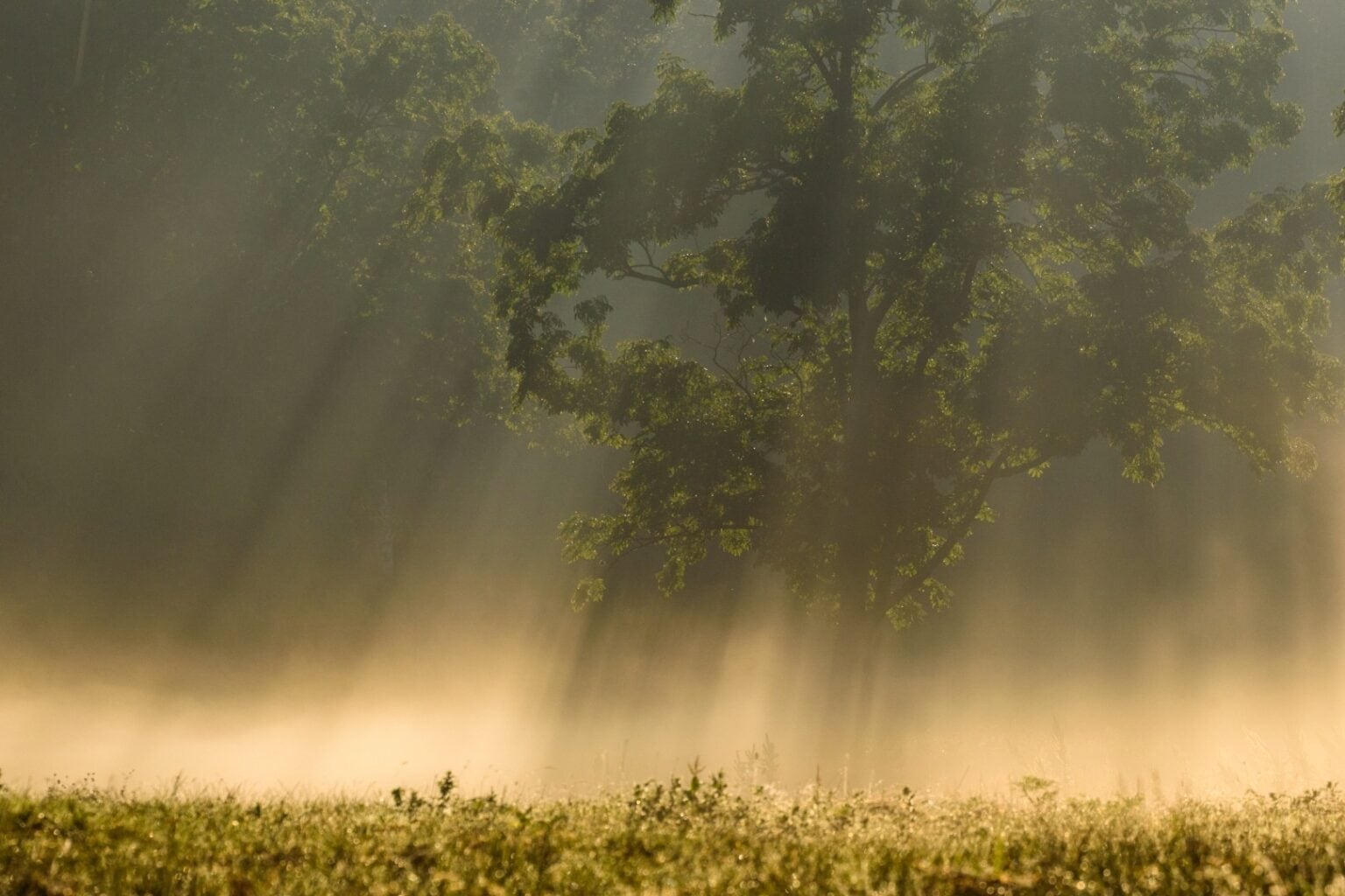 ＜サロン限定＞【ヨーロッパ呪術解除】呪術師として “かけた側のカルマ”を終わらせダークサイドの契約を断ち切り夢を叶える力を得るセッション