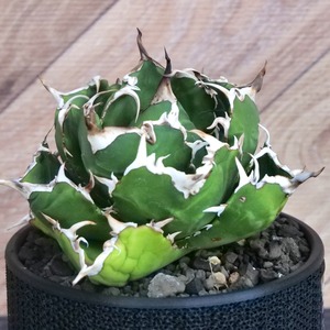 Agave Titanota 白鯨 (White Whale) アガベ チタノタ / 中株(4号鉢)/Lot.003