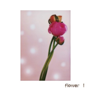 13種花のポストカード（ばら売り）