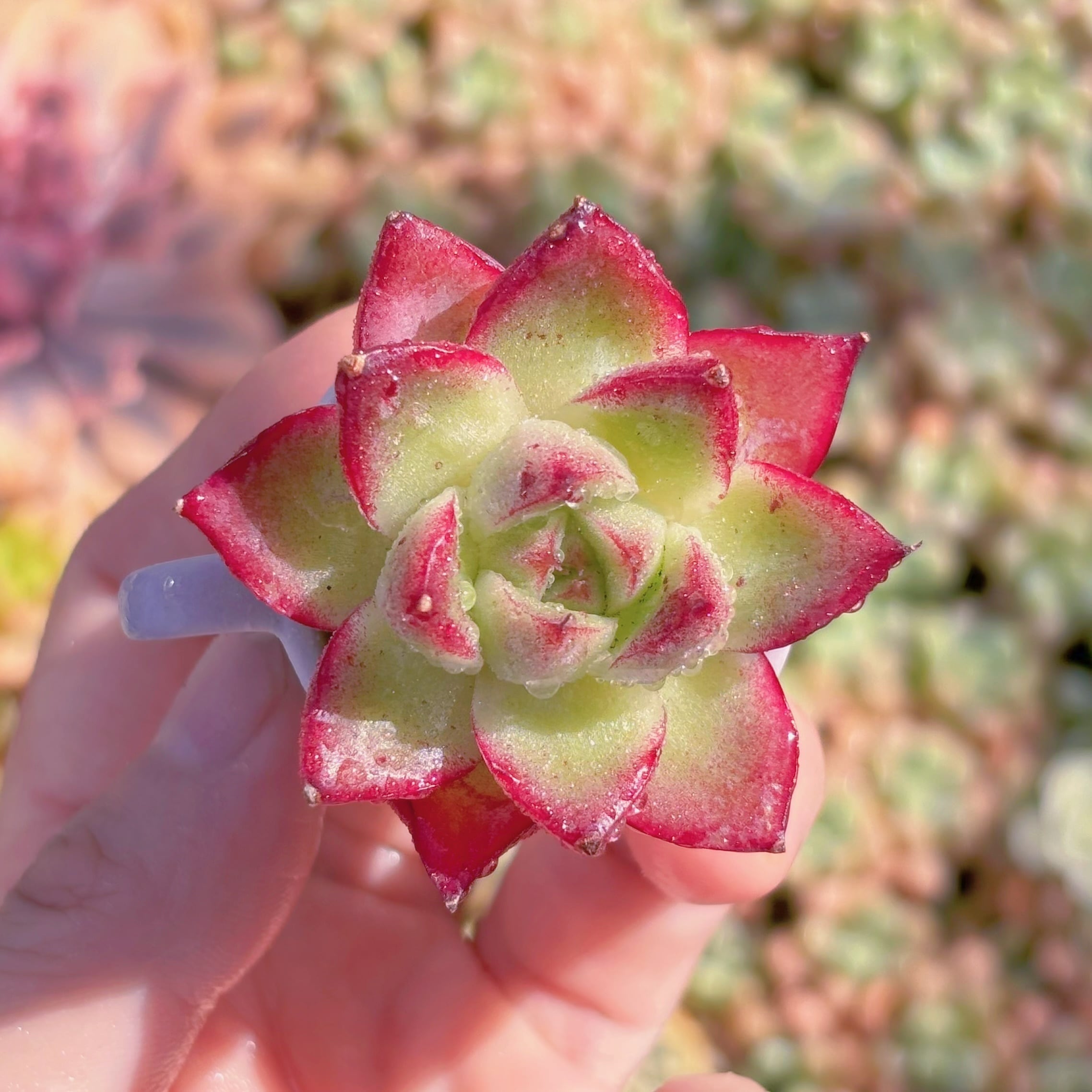 多肉植物　夢幻女王　新入荷　るる農園