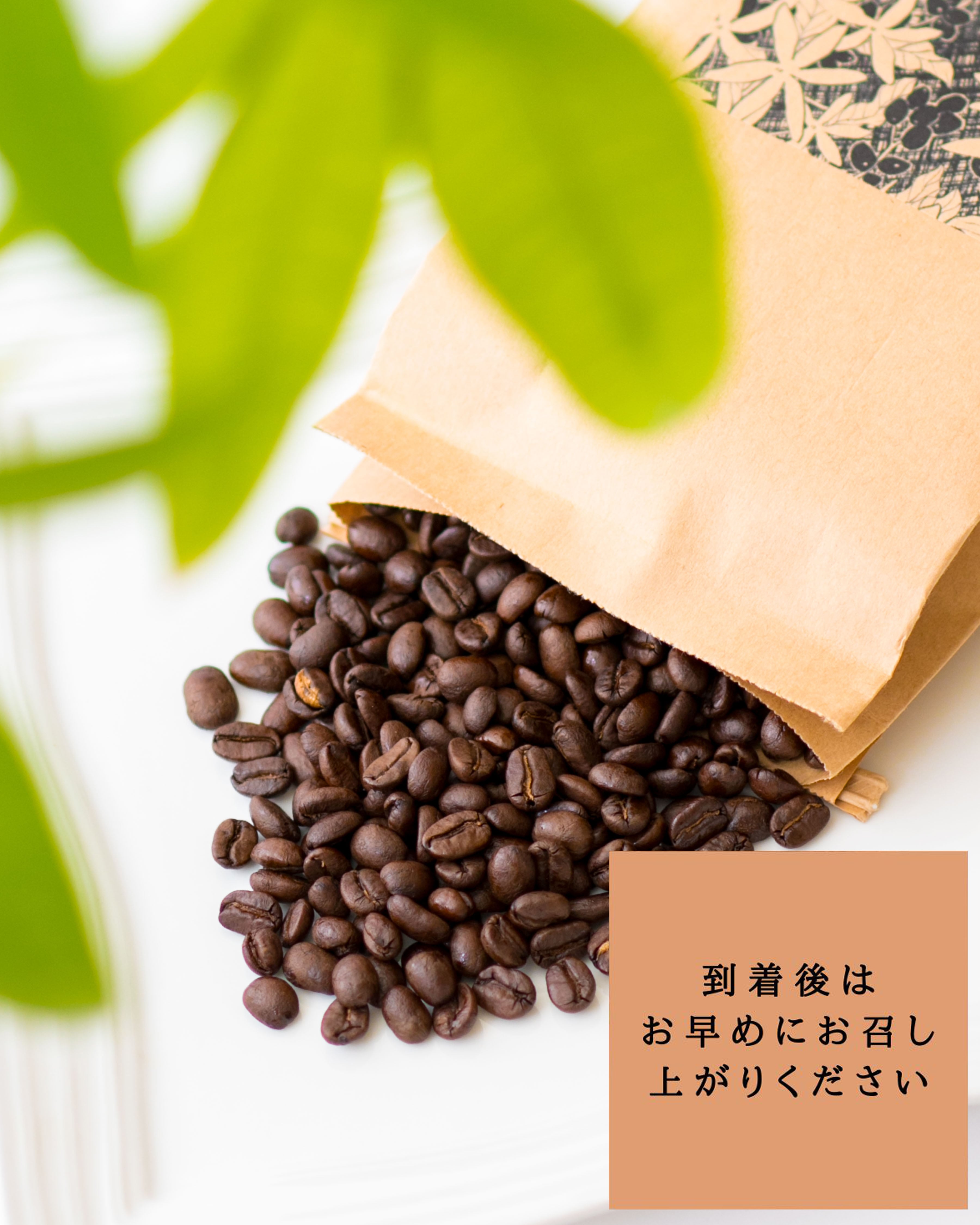コロンビア クレオパトラ 200g | IKENOHATA COFFEE ROASTERY