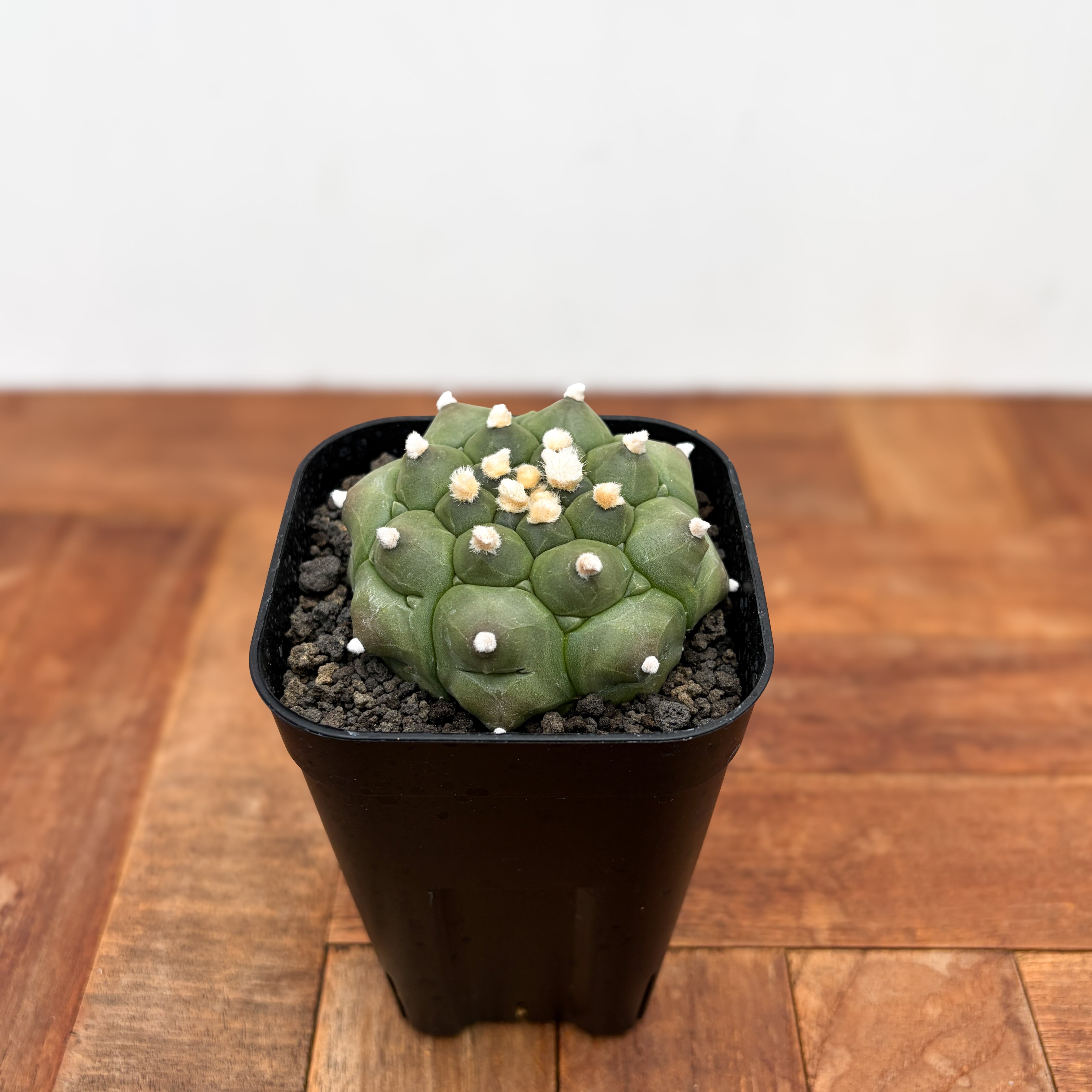 Astrophytum asterias f.nudum【アストロフィツム・亀甲瑠璃兜