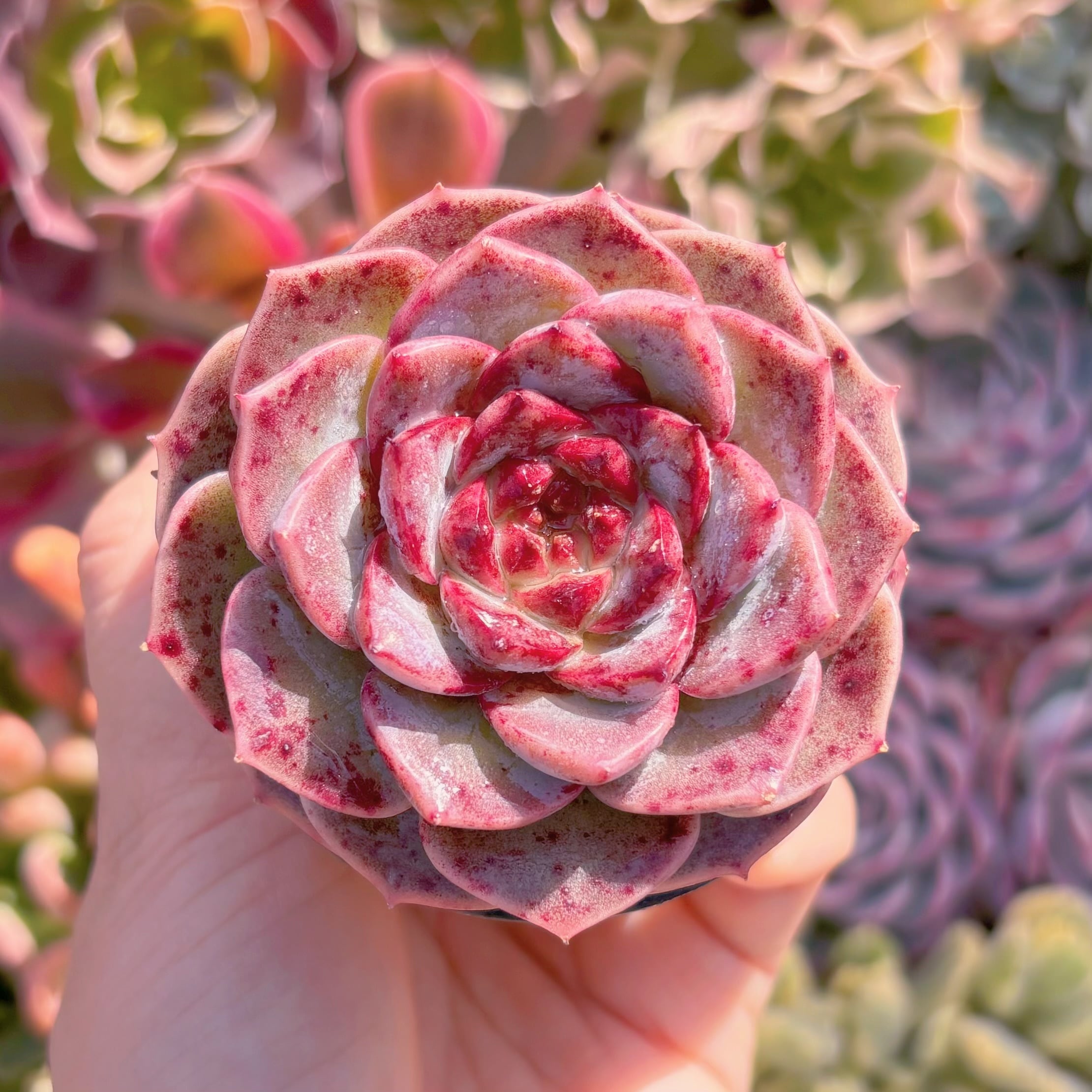 多肉植物　レッドベルベット(中)　新入荷　るる農園