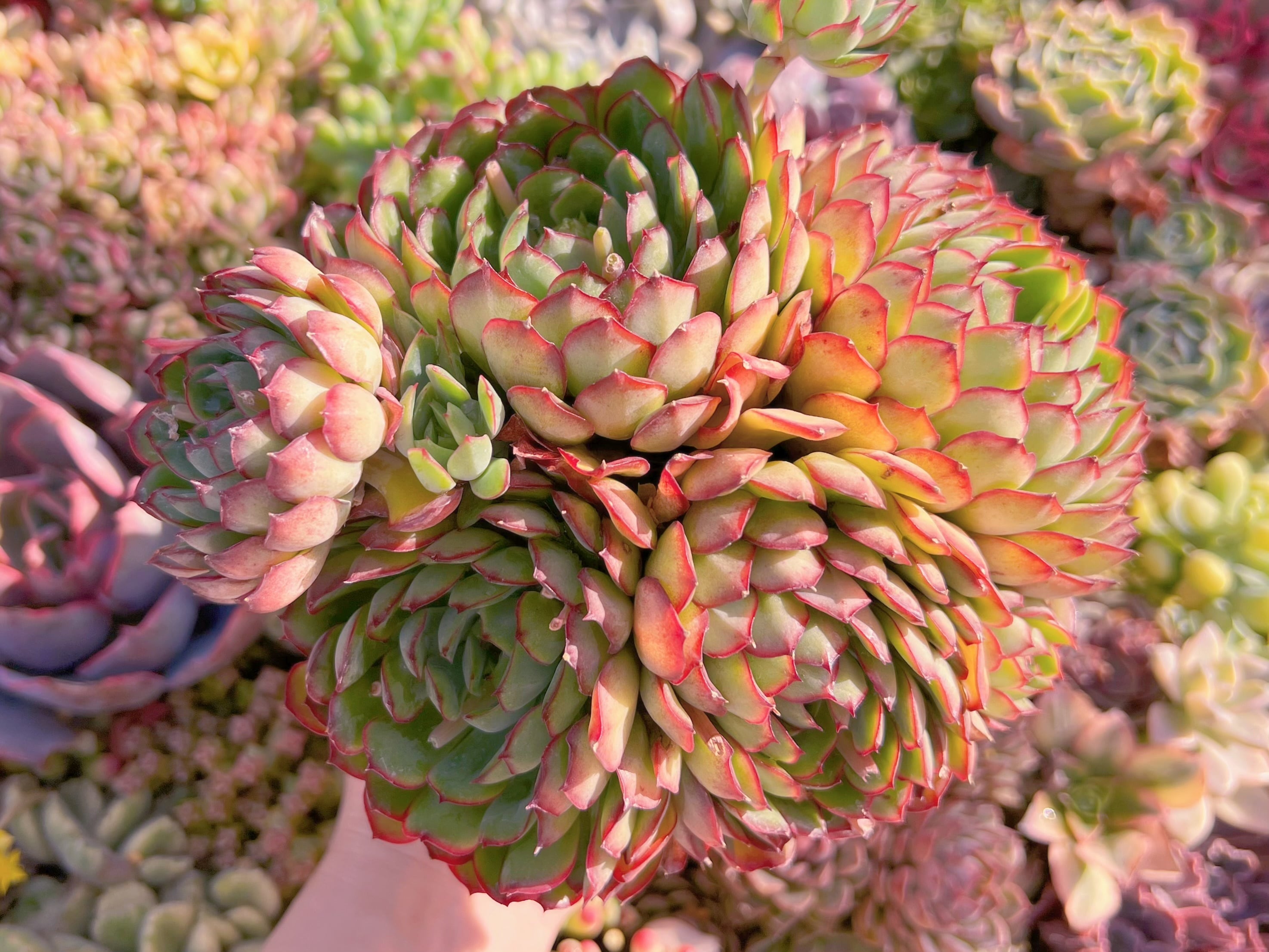 現品　さくらんぼ#A009　特大群生　るる農園