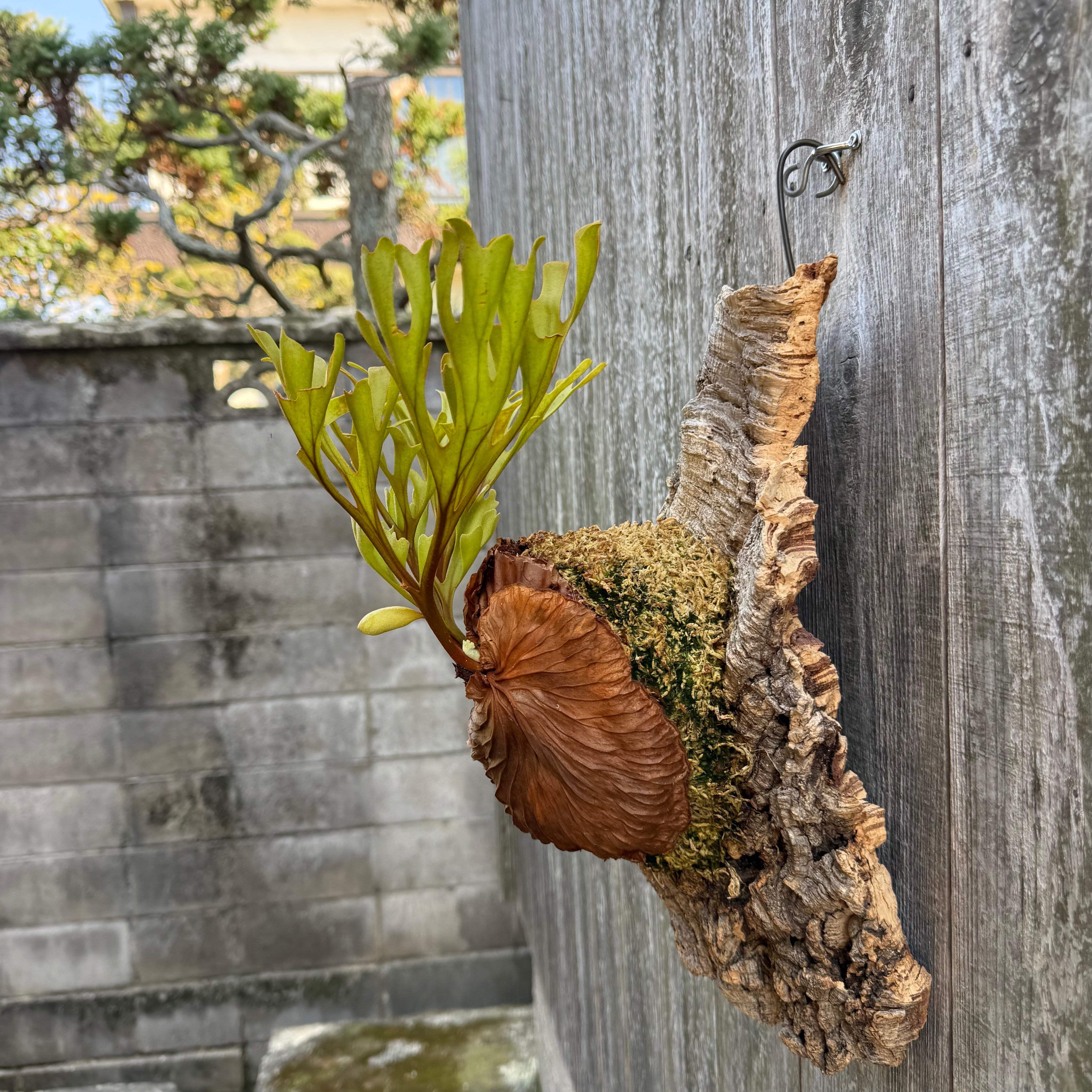 P.ridleyi wild | naturefix