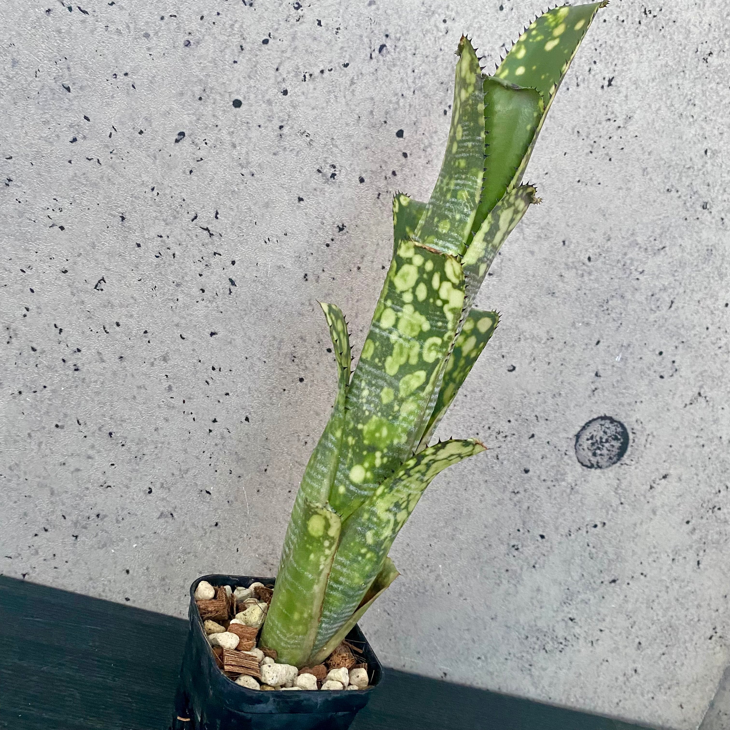 Planet Plants プラネットプランツ