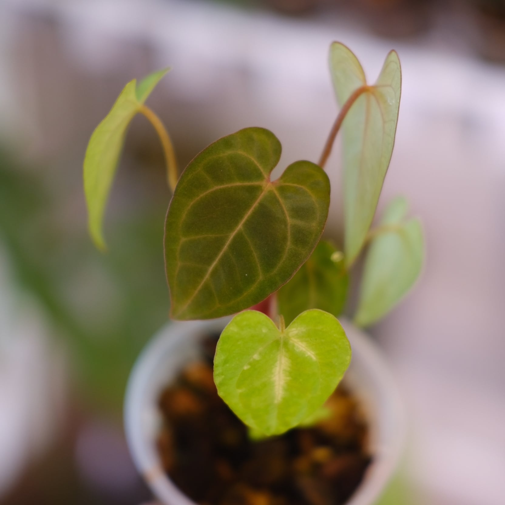 Anthurium Ace of Spades｜アンスリウム エース オブ スペード⑨│観葉