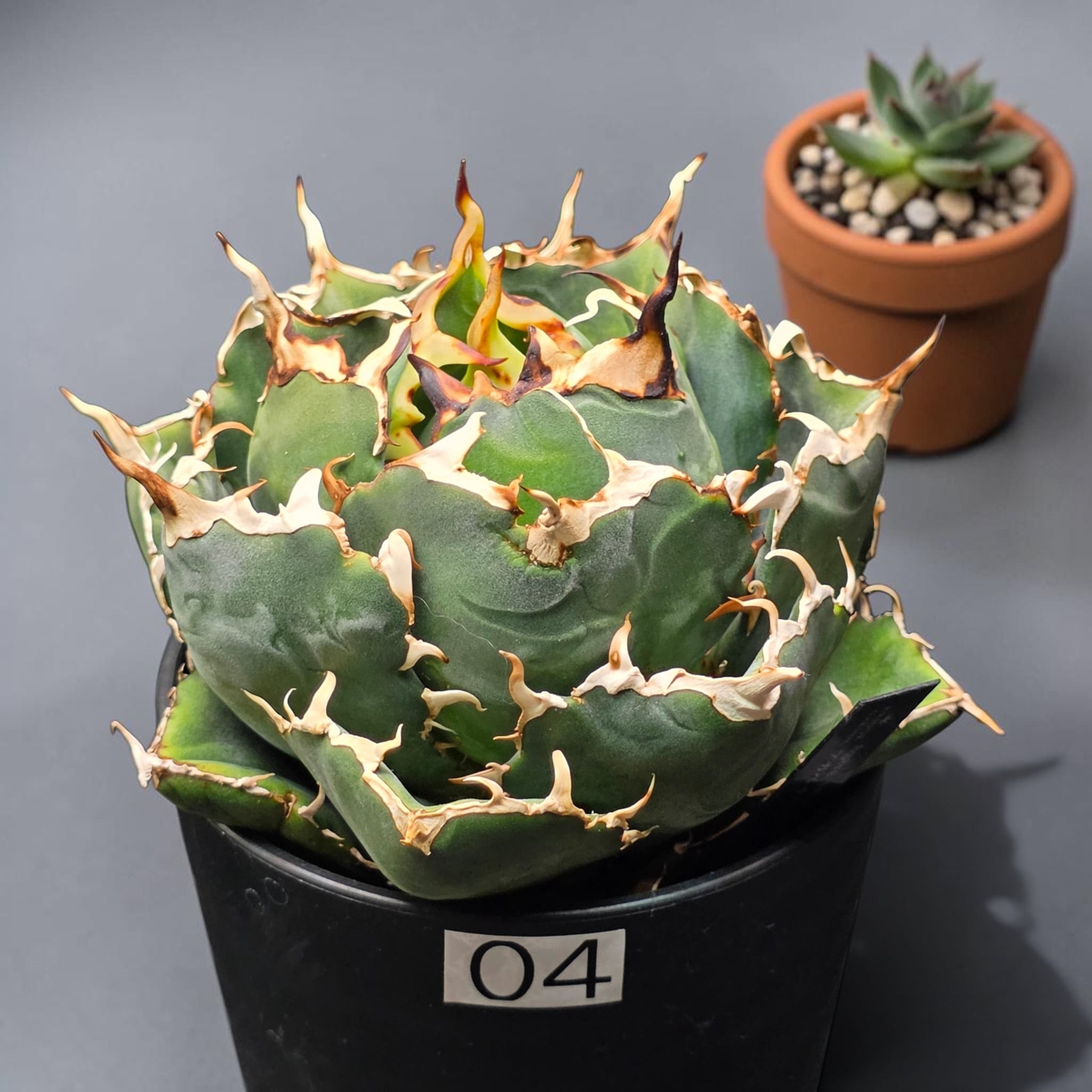アガベ チタノタ 白鯨 (Agave titanota 'Hakugei') | BRIDGE GARDEN
