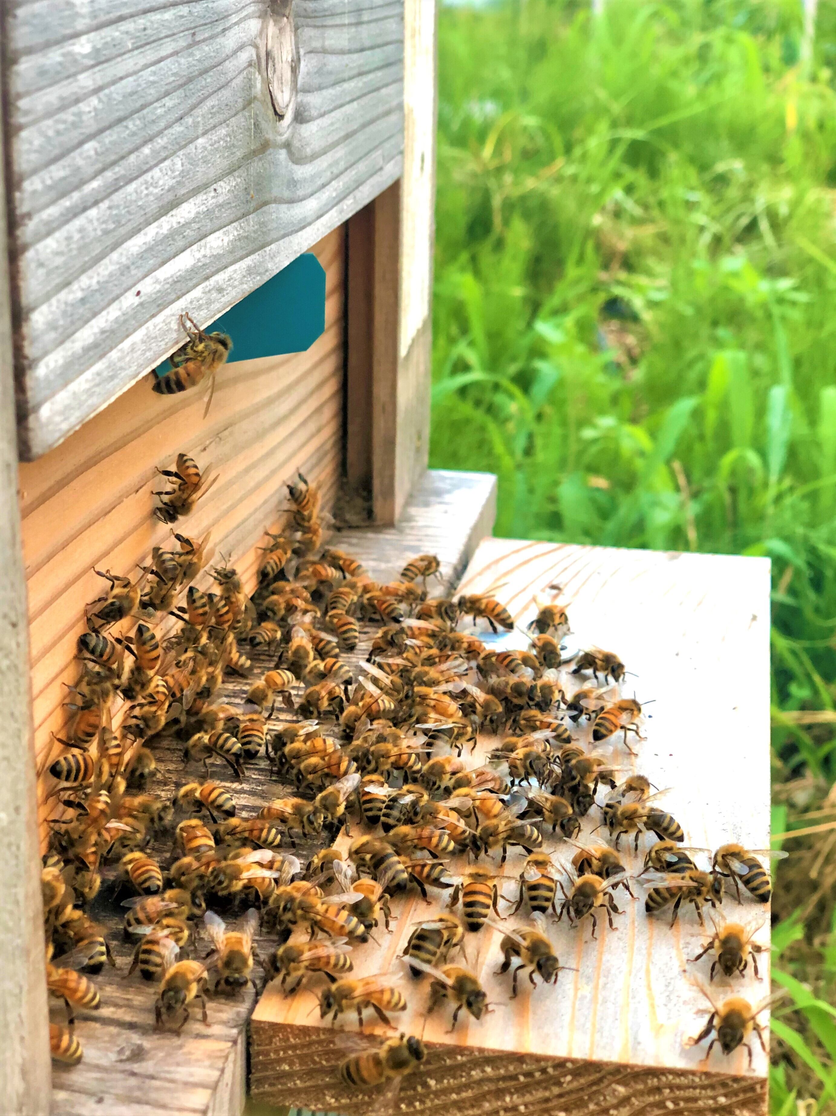 信州産 純粋生はちみつ『真夏の百花2024』140g（薬剤不使用、花粉無