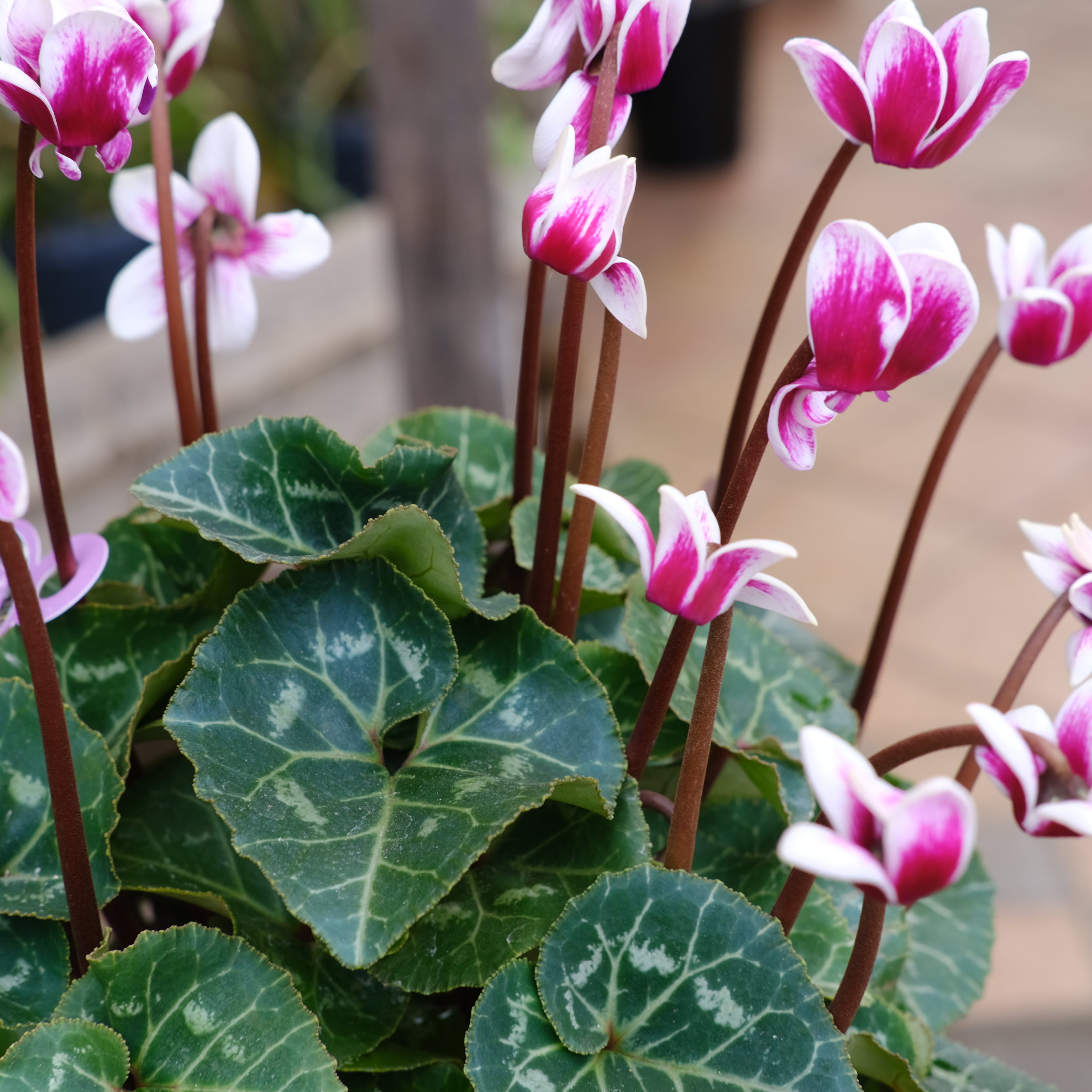 シクラメン チモシリーズ《 ピコティ 一重 》 | グリーンギャラリー