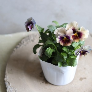 パンジー　マシェリマダム　冬から春にオススメのお花　よく咲く　シャビーシックにおすすめ