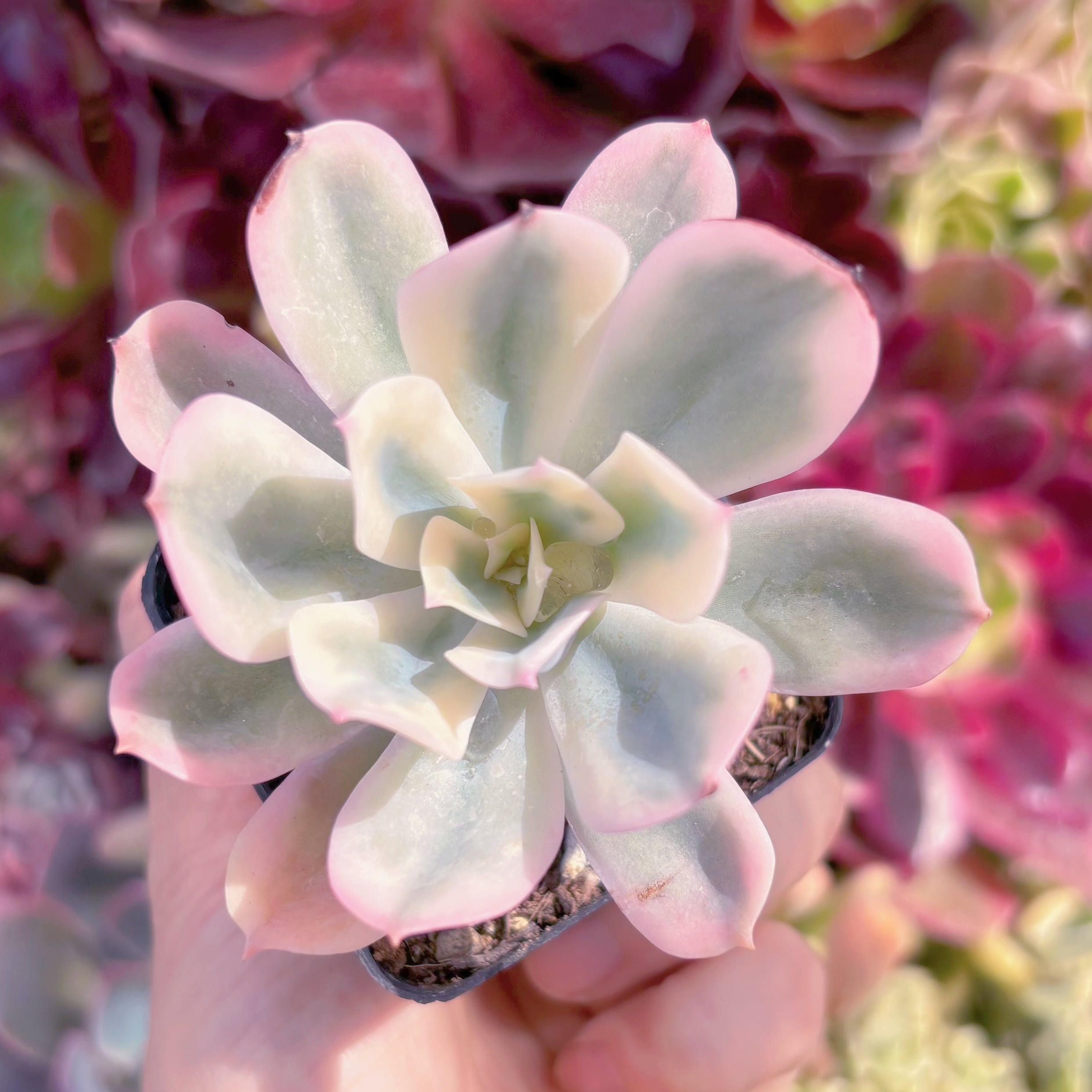 現品　七福神錦#B45　るる農園