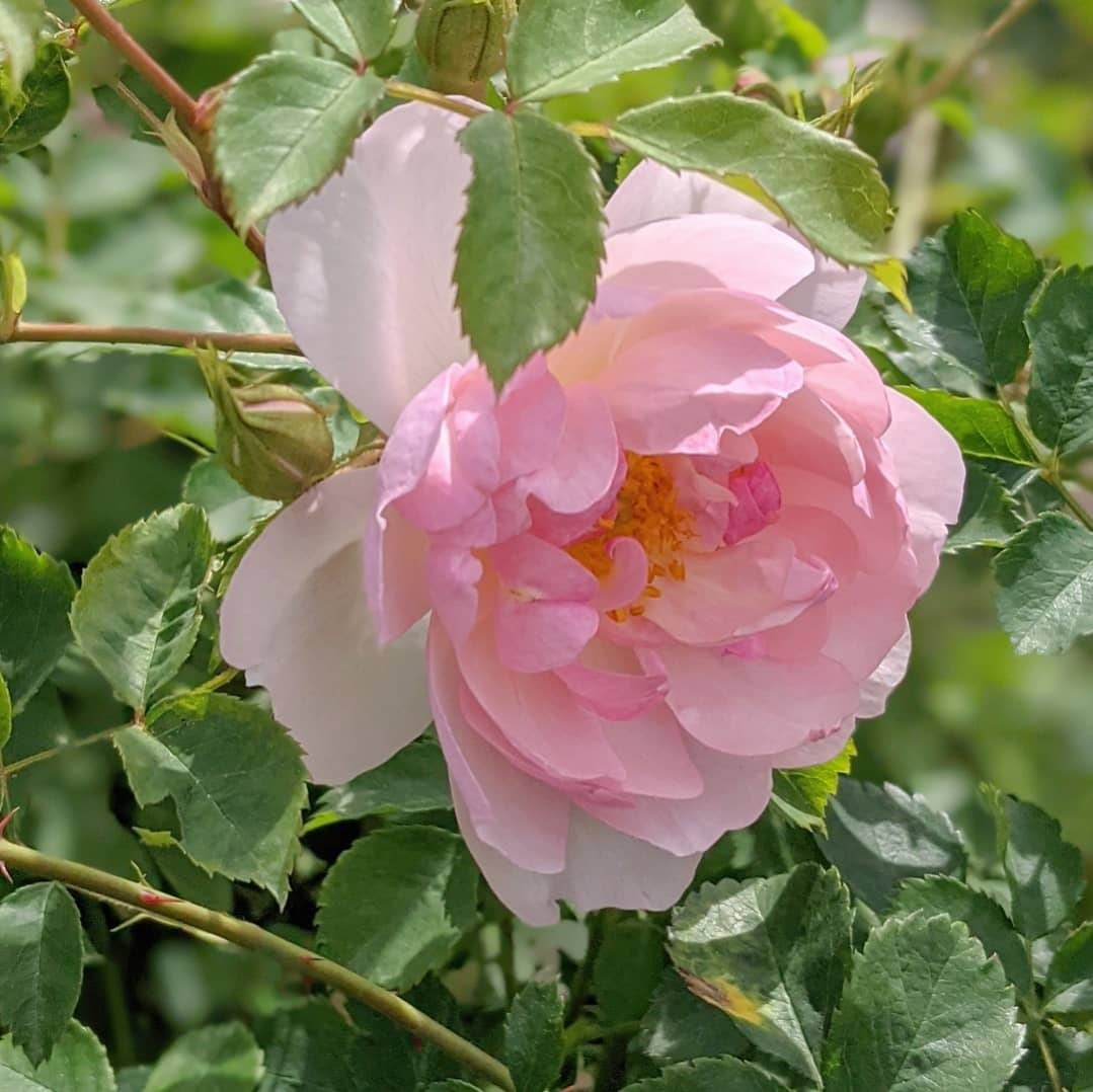 スキャボロ フェアー | 天空のバラ園(無農薬バラ苗・花苗・クレマチス
