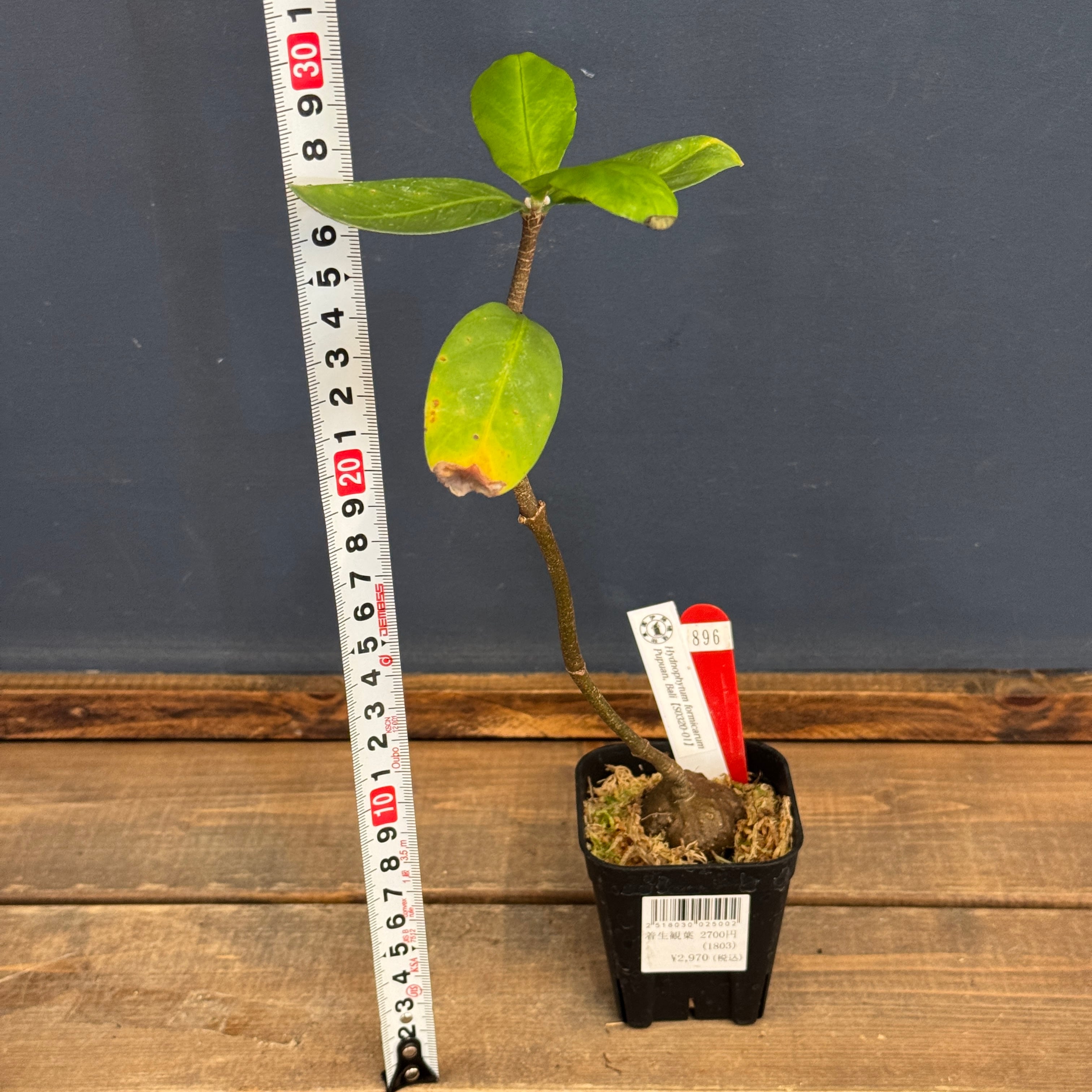 onespoラビタンコート(プロフ様12月30日までお取り置き中) onespo ラビ