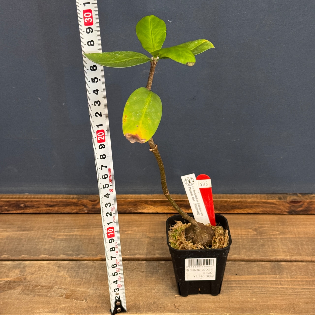 【クリアランス】Myrmecodia tuberosa "Papuana"【896】