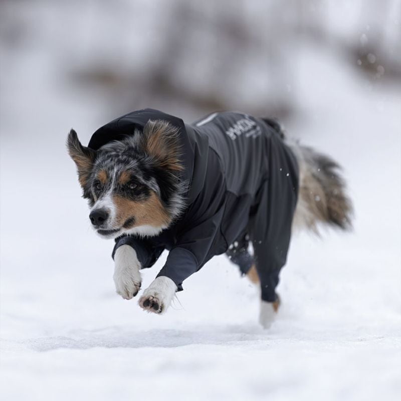 ML】 SNOW DOG GUARD 2023モデル ALPHAICON スノードッグガード