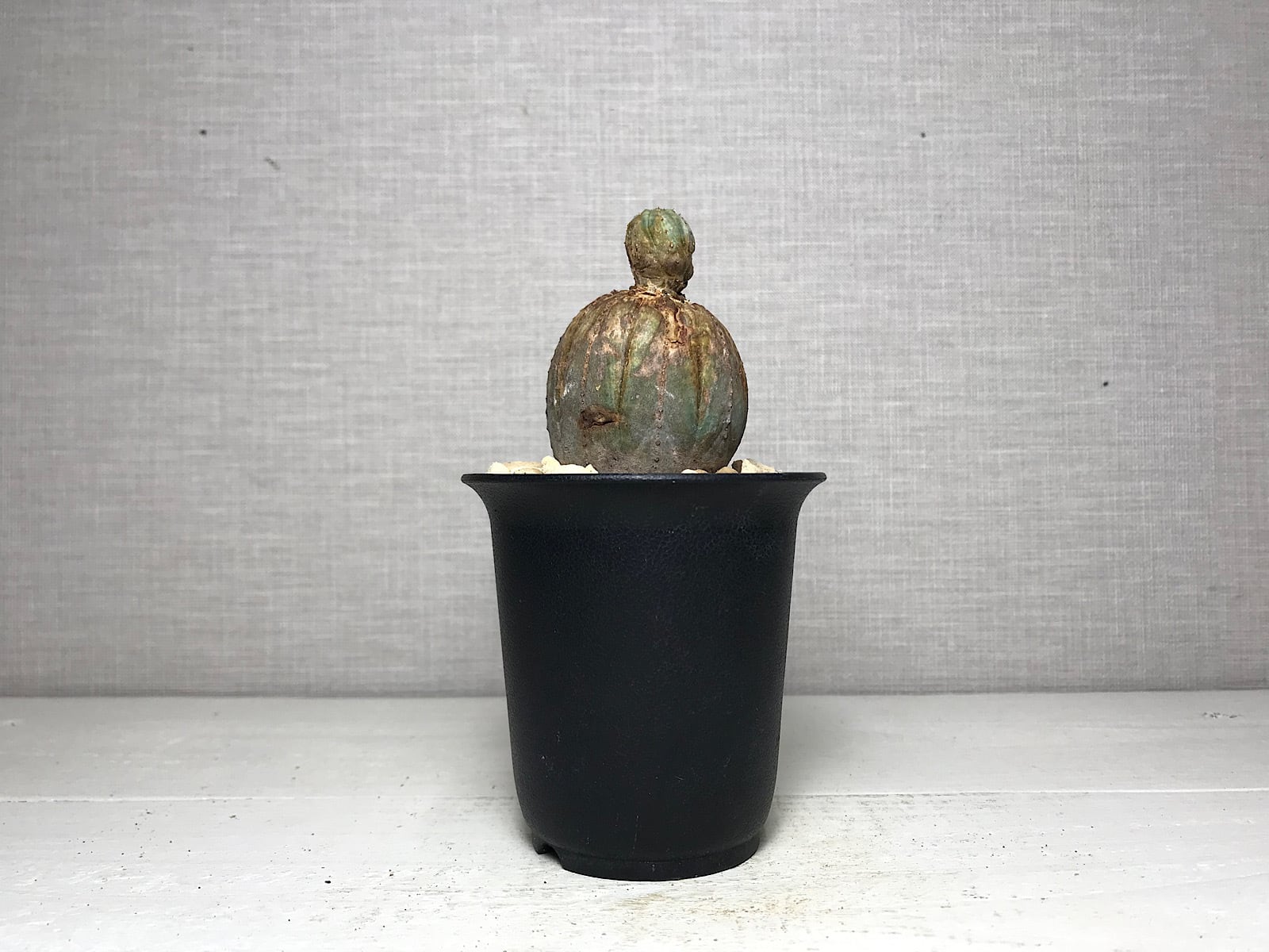 ユーフォルビア オベサ